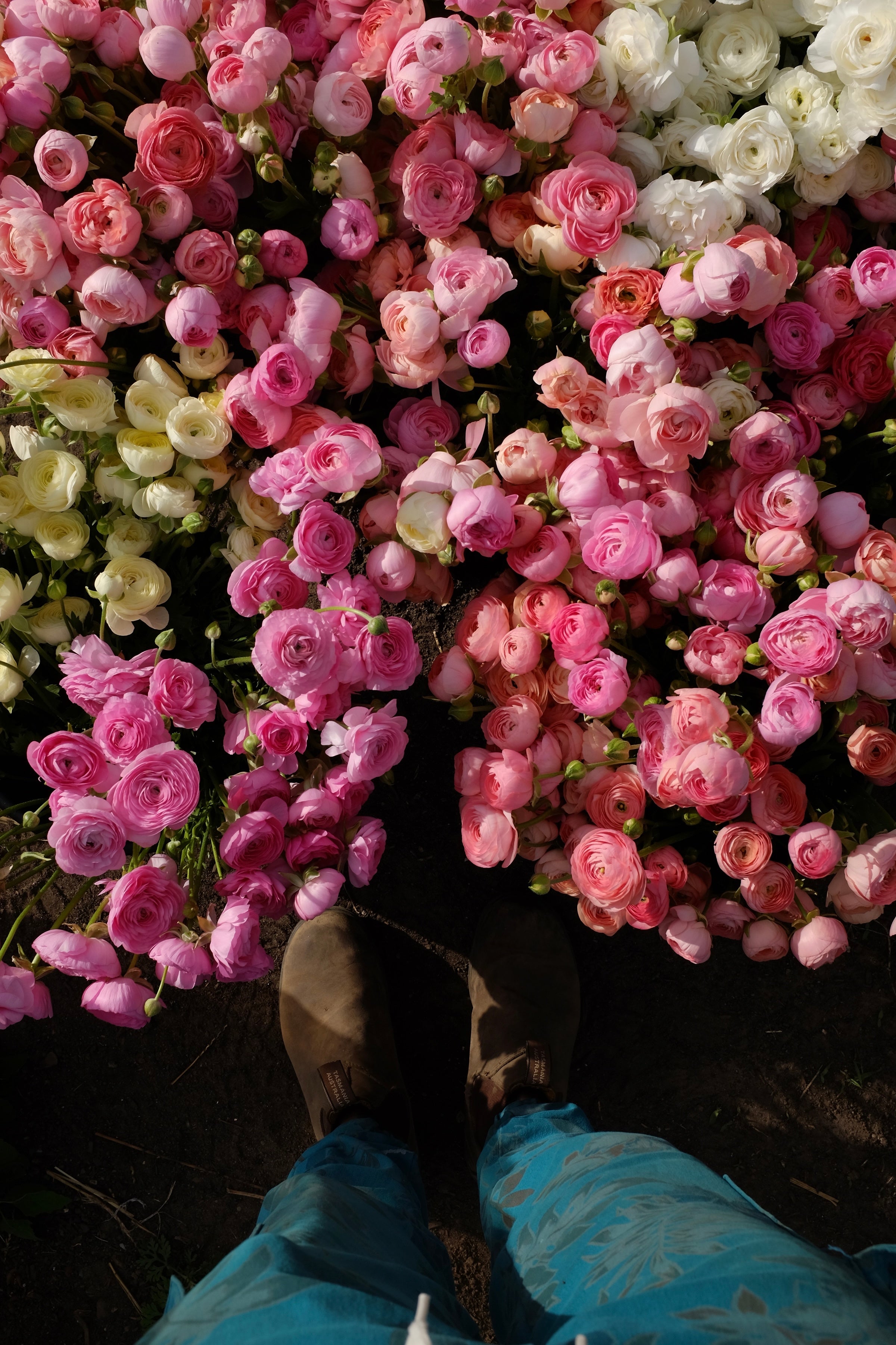 Italian Ranunculus MIXED Package of Corms