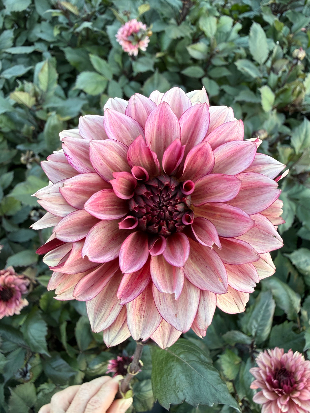 Night Silence Dahlia Tuber - *Product NOT sold out* SALES START SUNDAY MARCH 1ST AT 4PM