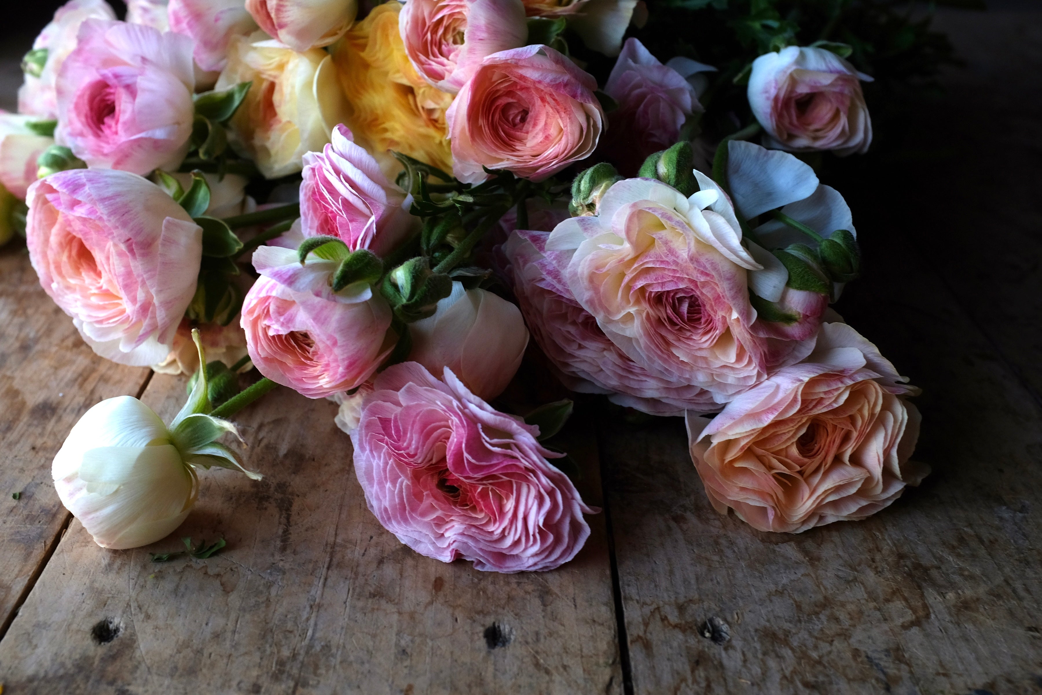 Italian Ranunculus Bianco Sfumato Corms