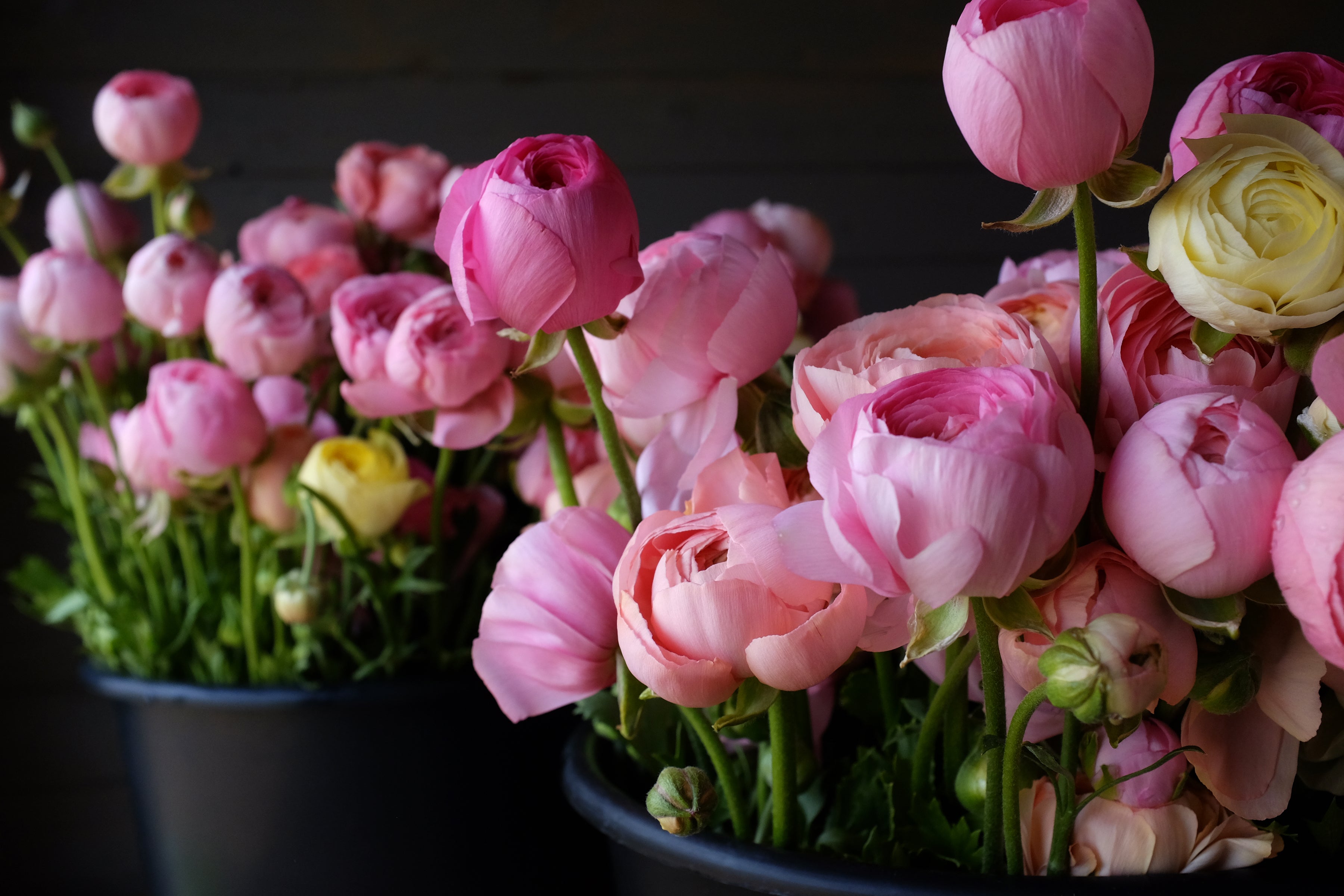 Italian Ranunculus Rosa Chiaro Light Pink Corms