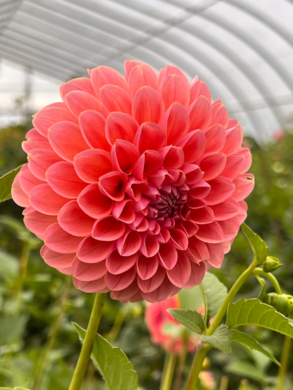 Linda's Baby Dahlia Tuber - *Not Sold Out* SALE COMING IN MARCH OF 2027