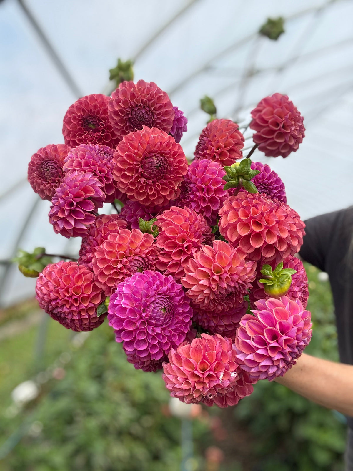 Caitlin's Joy Dahlia Tuber - *Not Sold Out* SALE COMING IN MARCH OF 2027