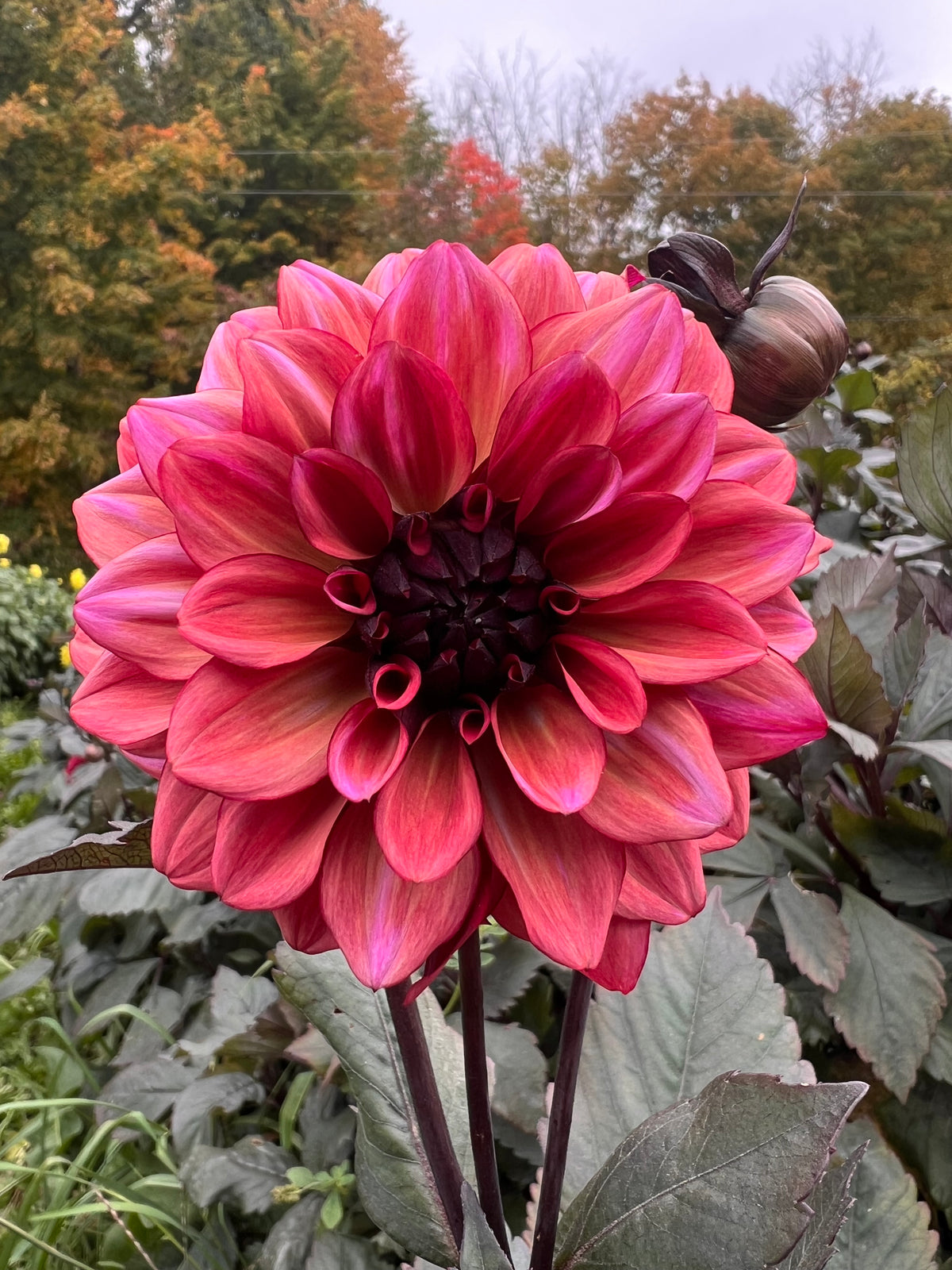 Night Silence Dahlia Tuber - *Product NOT sold out* SALES START SUNDAY MARCH 1ST AT 4PM