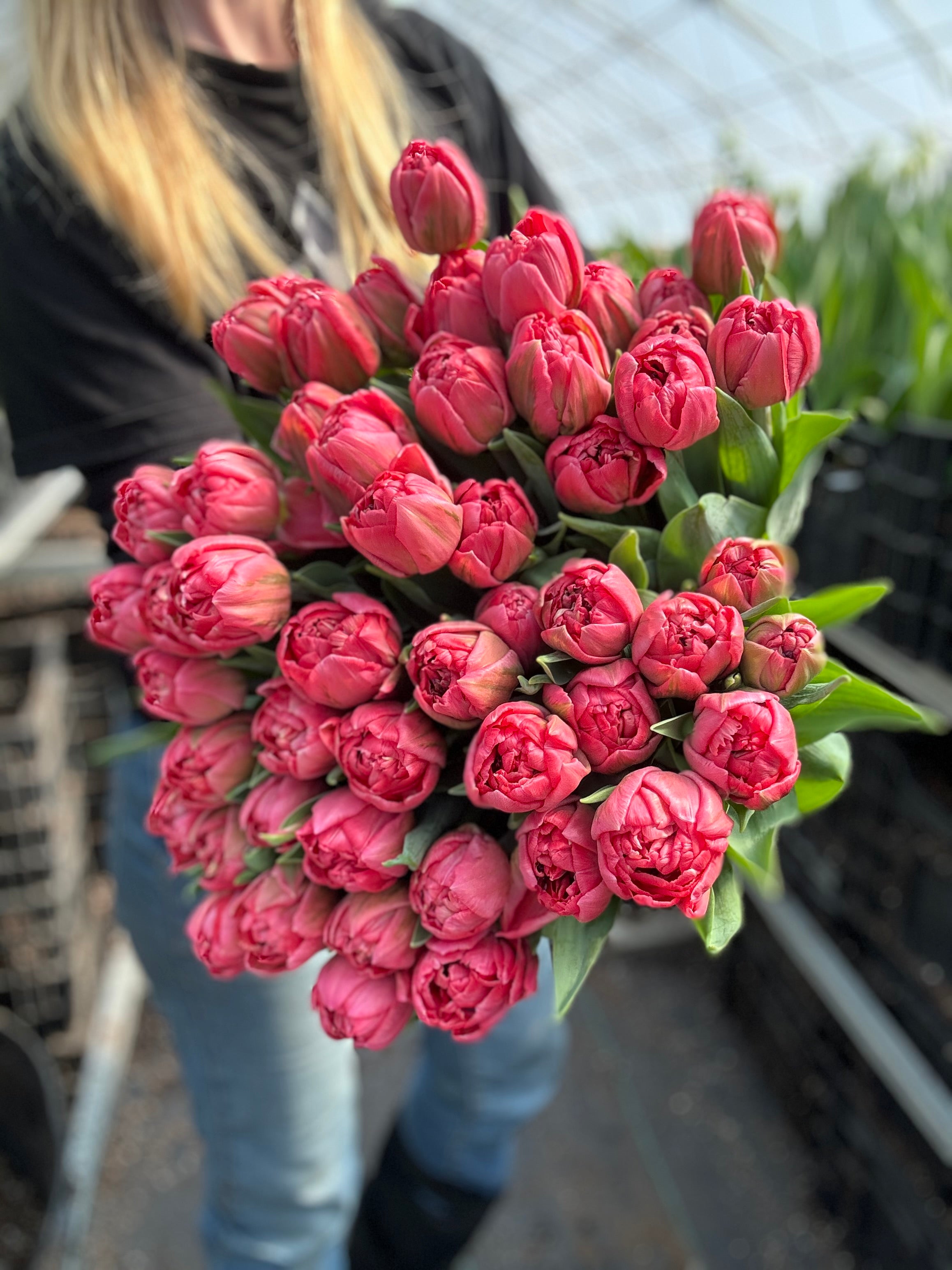 Taiwan Tulip Bulbs - COMING SEPTEMBER 7TH AT 5PM