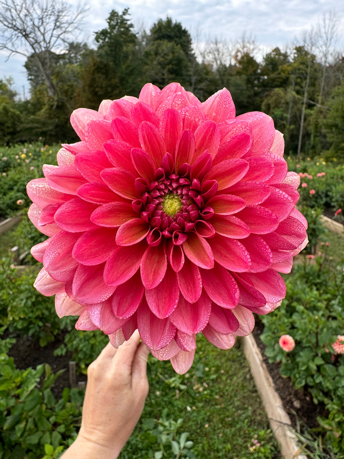 Salmon Runner Dahlia Tuber - *Not Sold Out* SALE COMING IN MARCH OF 2027