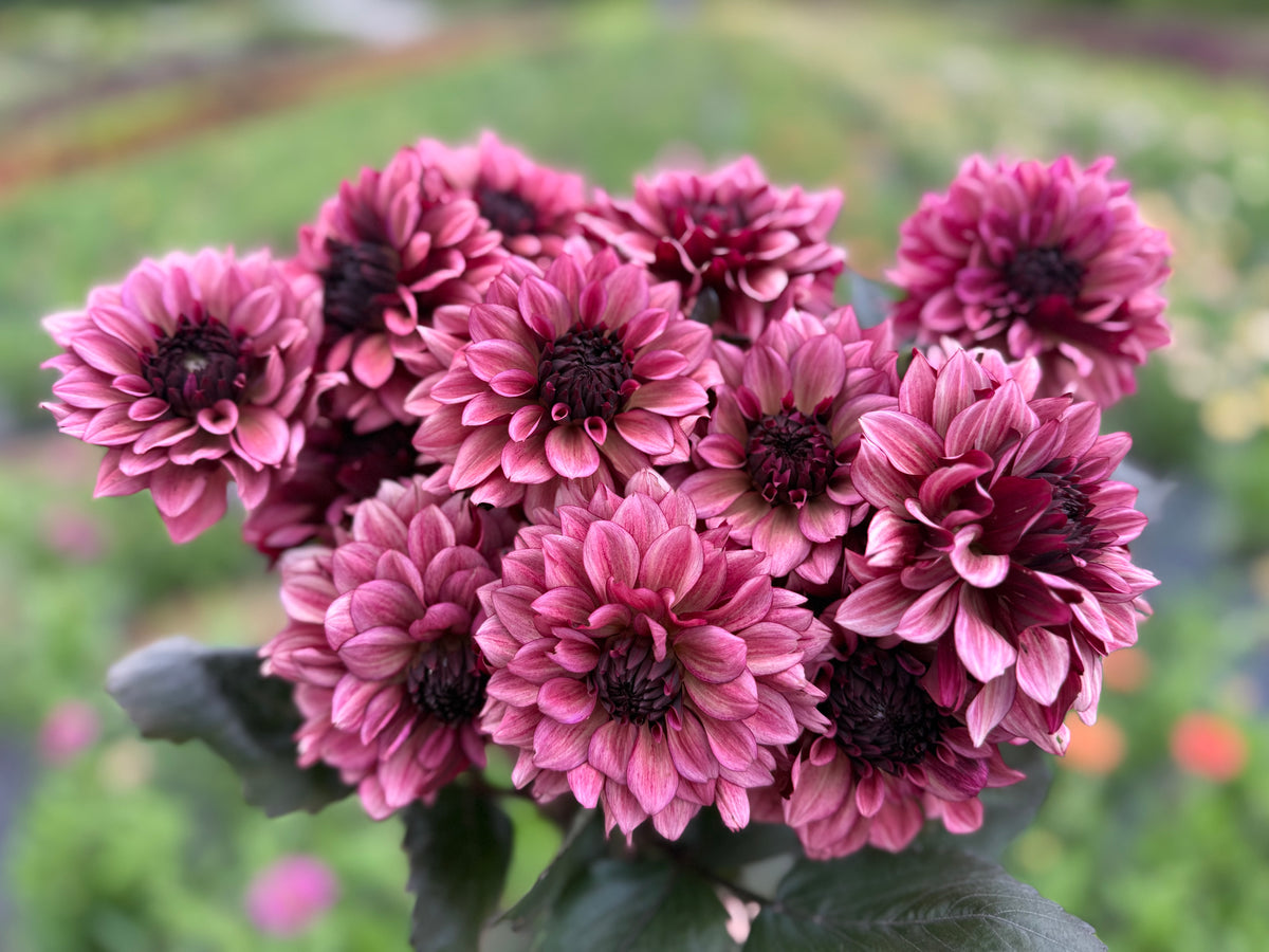 Night Silence Dahlia Tuber - *Product NOT sold out* SALES START SUNDAY MARCH 1ST AT 4PM