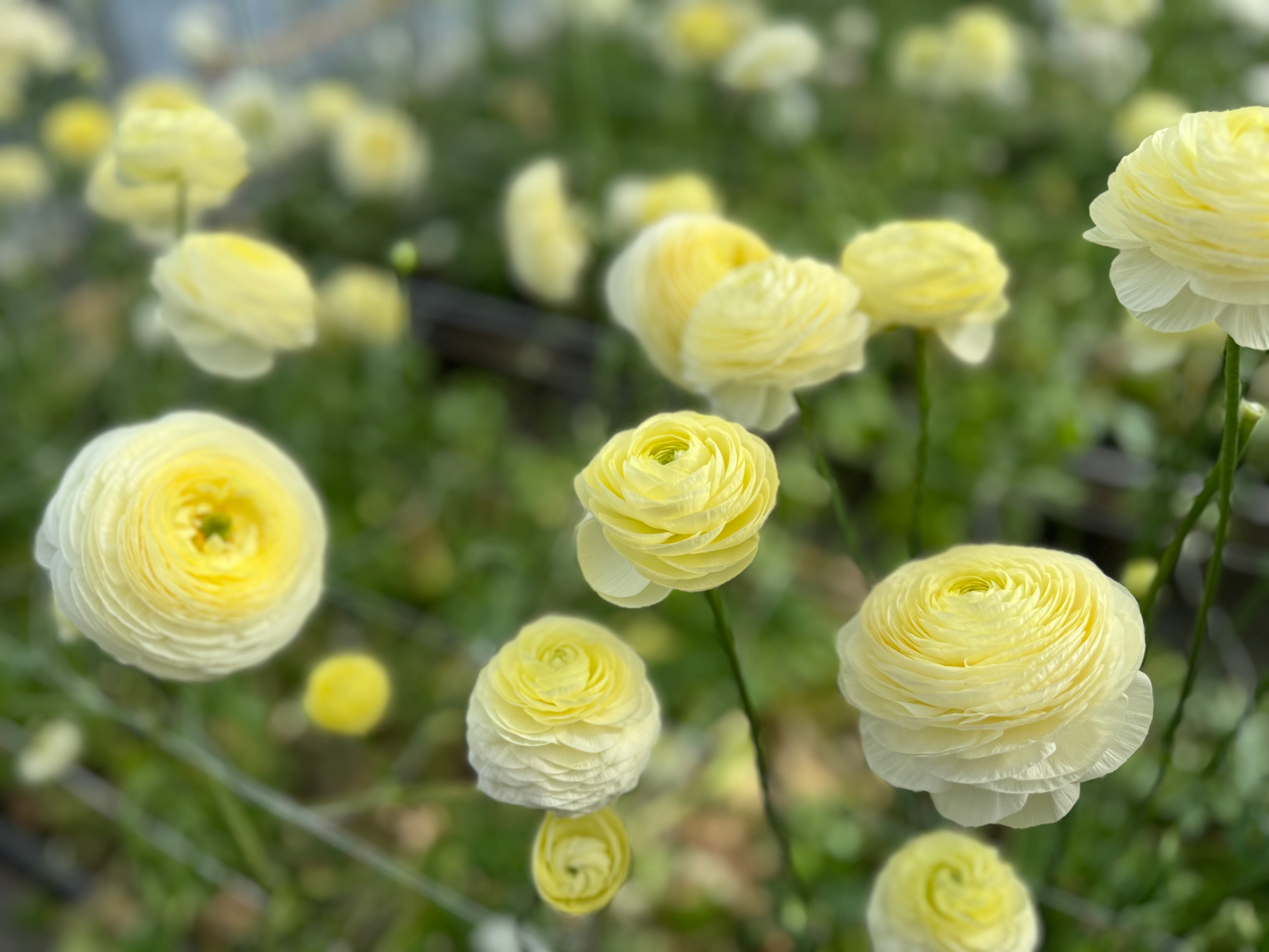 Italian Ranunculus Crema Corms - COMING SEPTEMBER 7TH AT 5PM