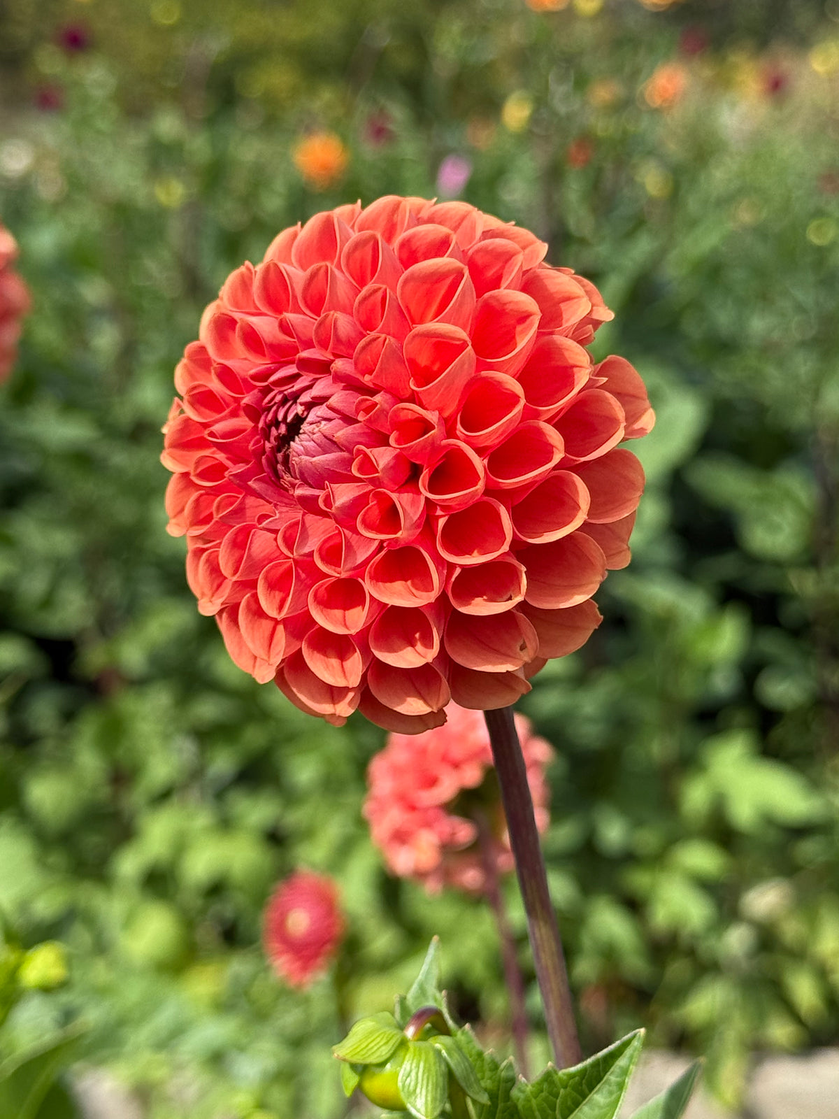 Cornel Bronze Dahlia Tuber - *Not Sold Out* SALE COMING IN MARCH OF 2027