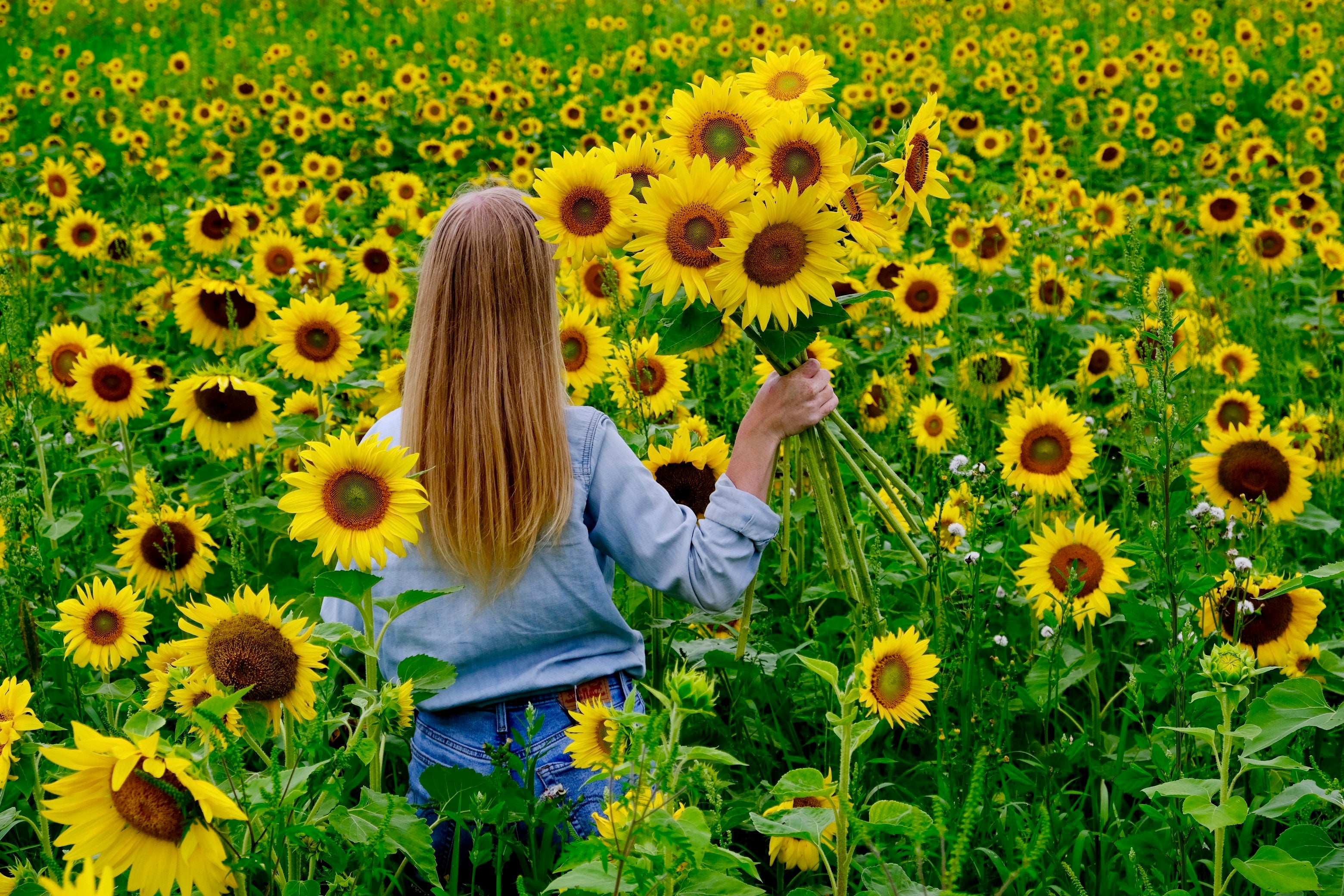 Sunflower Field Visit: Friday August 7th