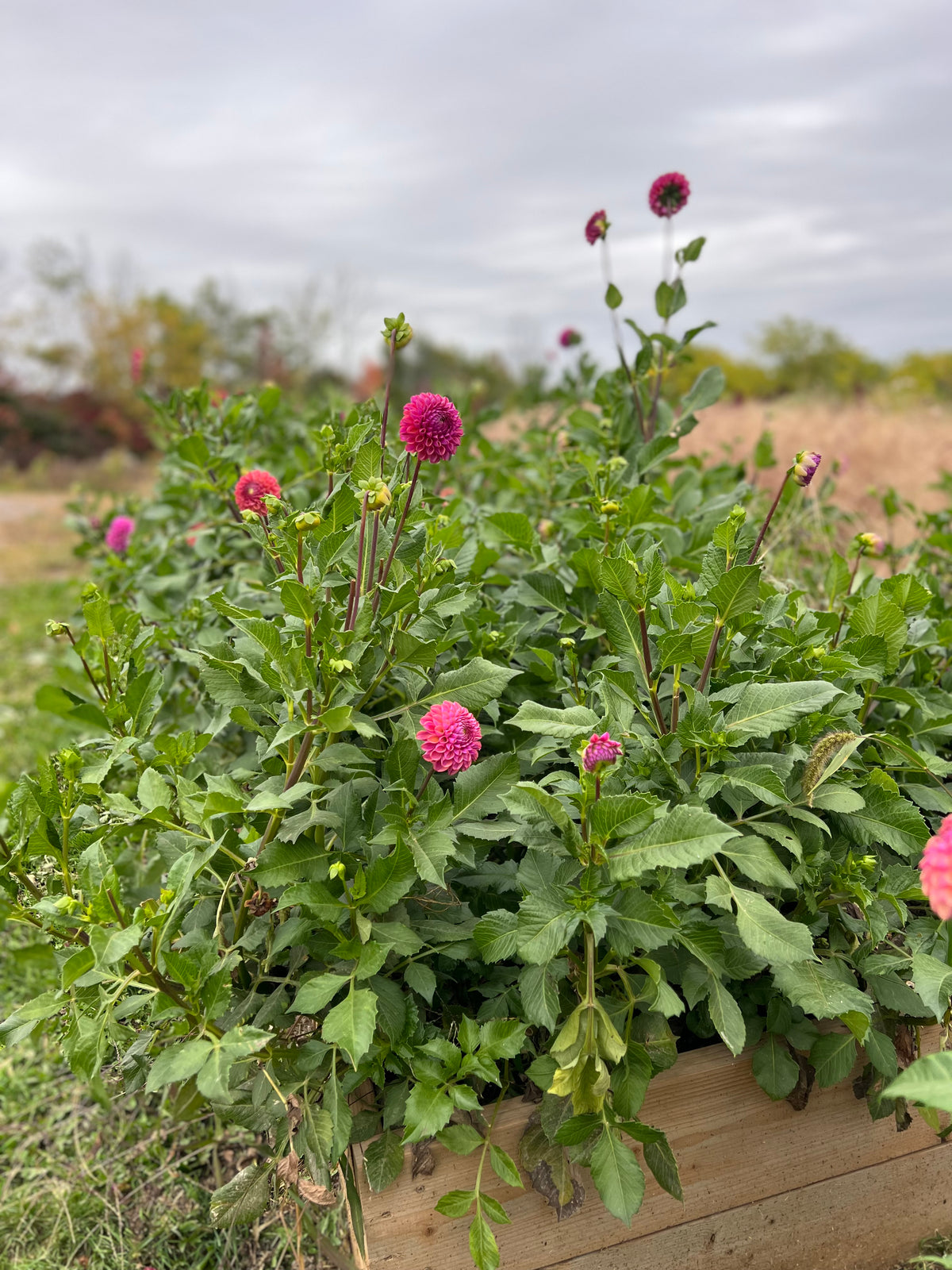 Caitlin's Joy Dahlia Tuber - *Not Sold Out* SALE COMING IN MARCH OF 2027