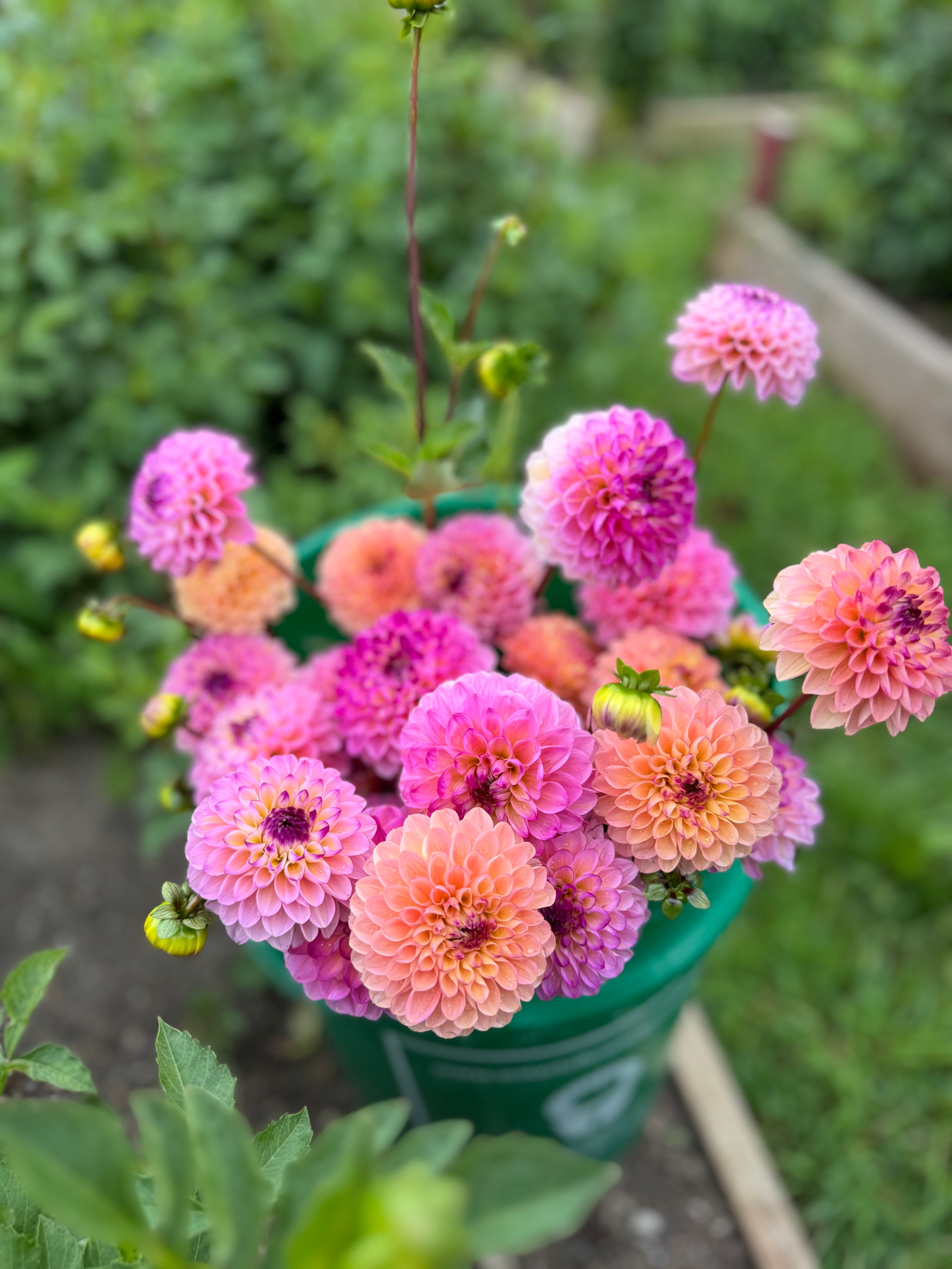 Wine Eyed Jill Dahlia Tuber - *Product NOT sold out*  SALES START MARCH 2026: Date TBA