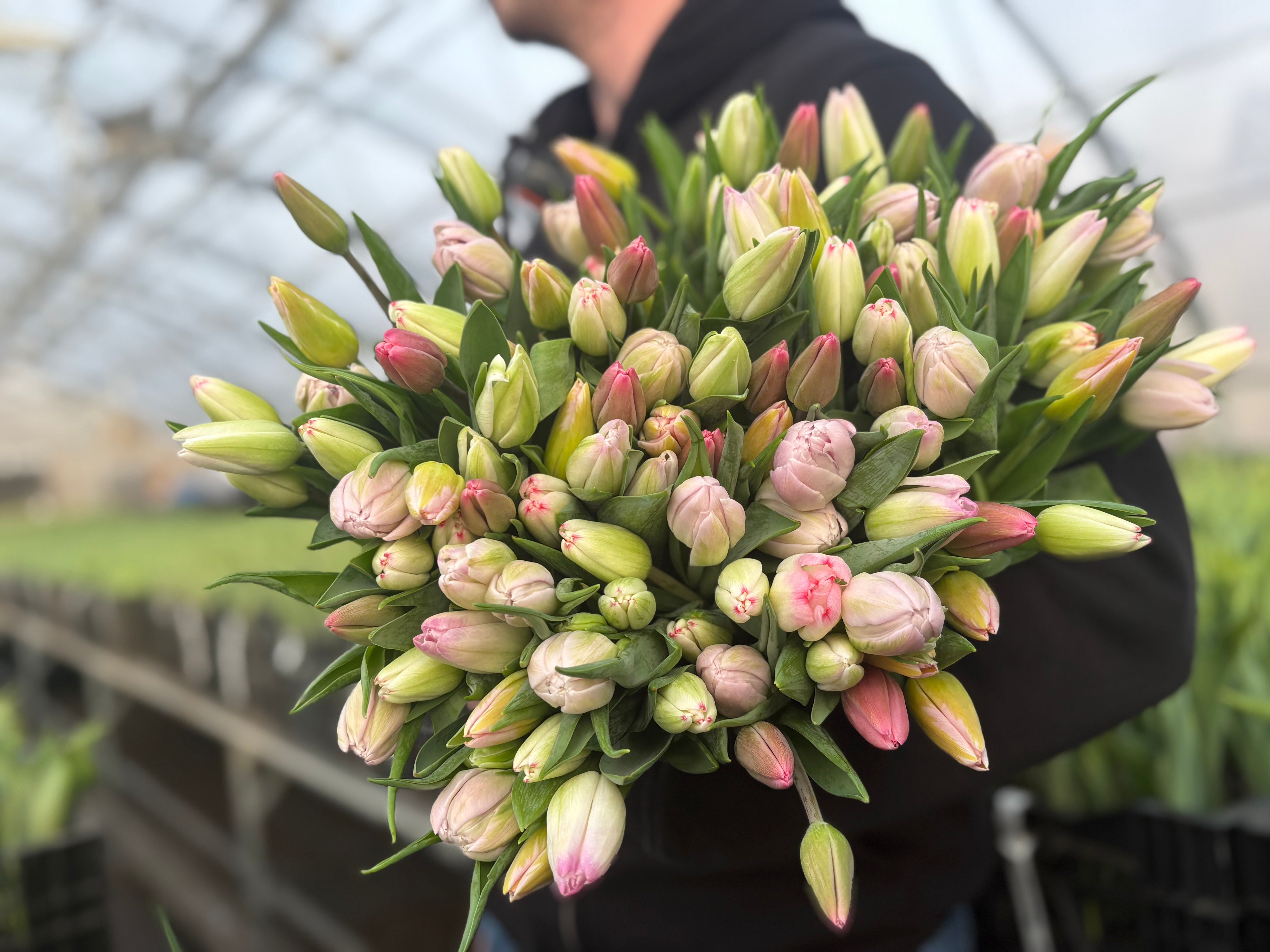 International Women's Day FLASH SALE Tulip Bunch FOR PICKUP