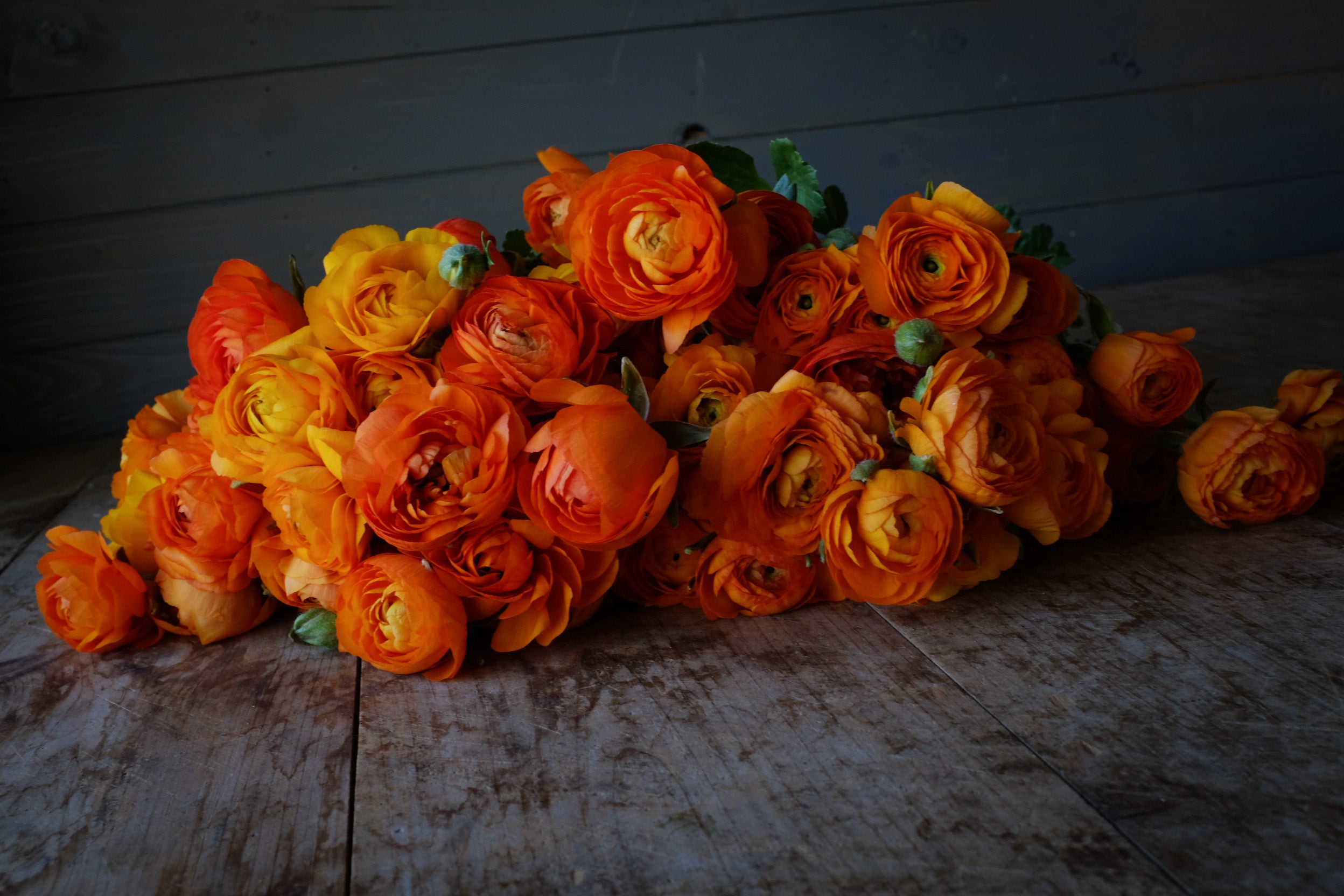 Italian Ranunculus Clementine Corms