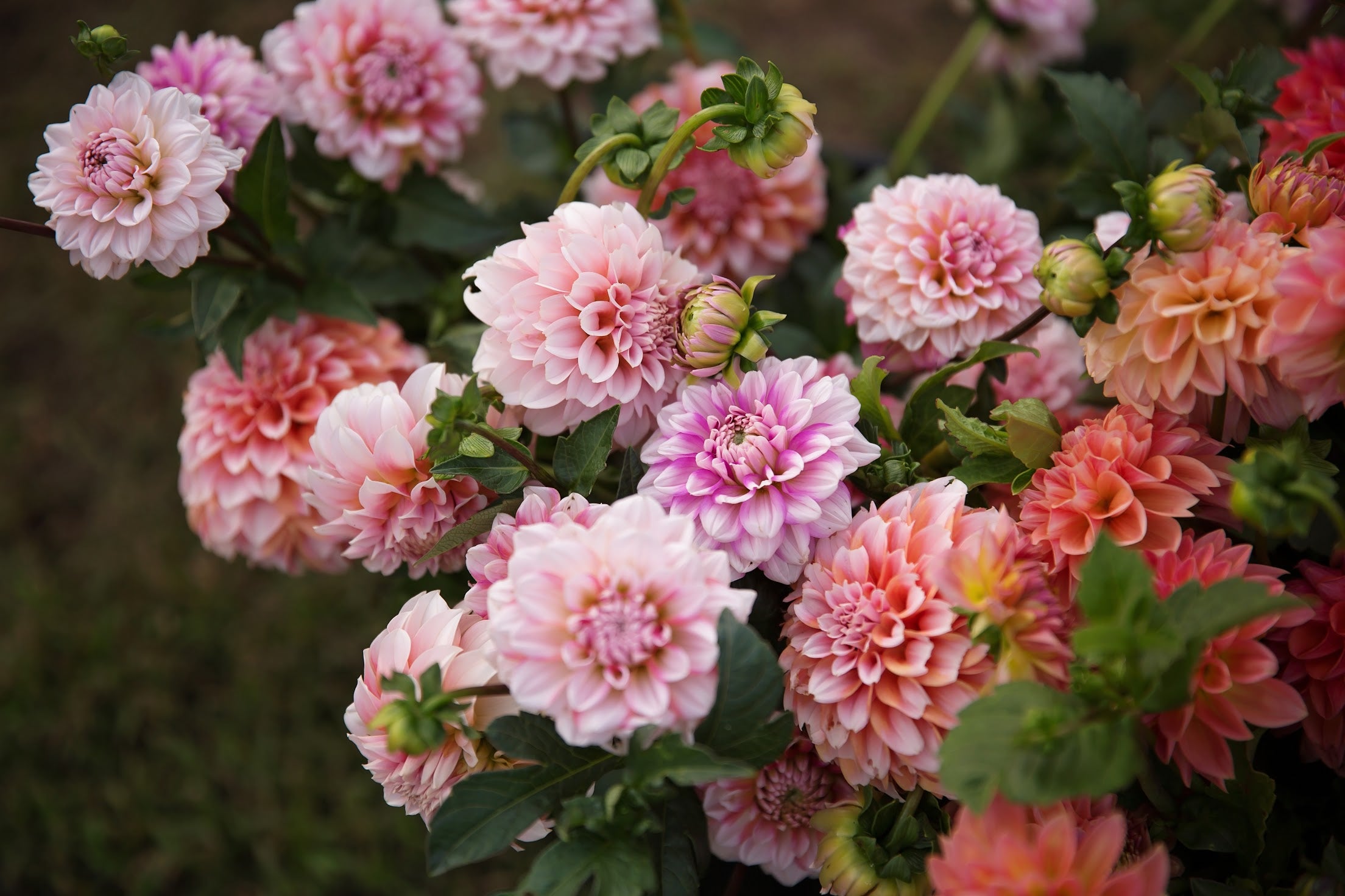 Bulk DIY Bucket of Dahlias: Custom Colour Palette