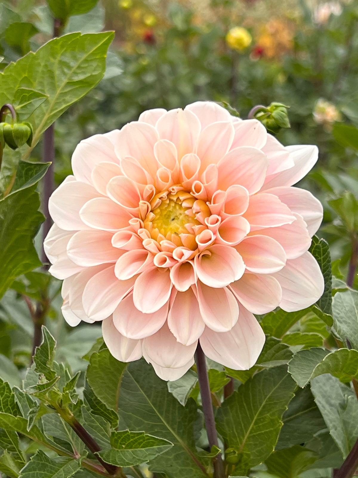 Sweet Nathalie Dahlia Tuber - *Product NOT sold out* SALES START SUNDAY MARCH 1ST AT 4PM