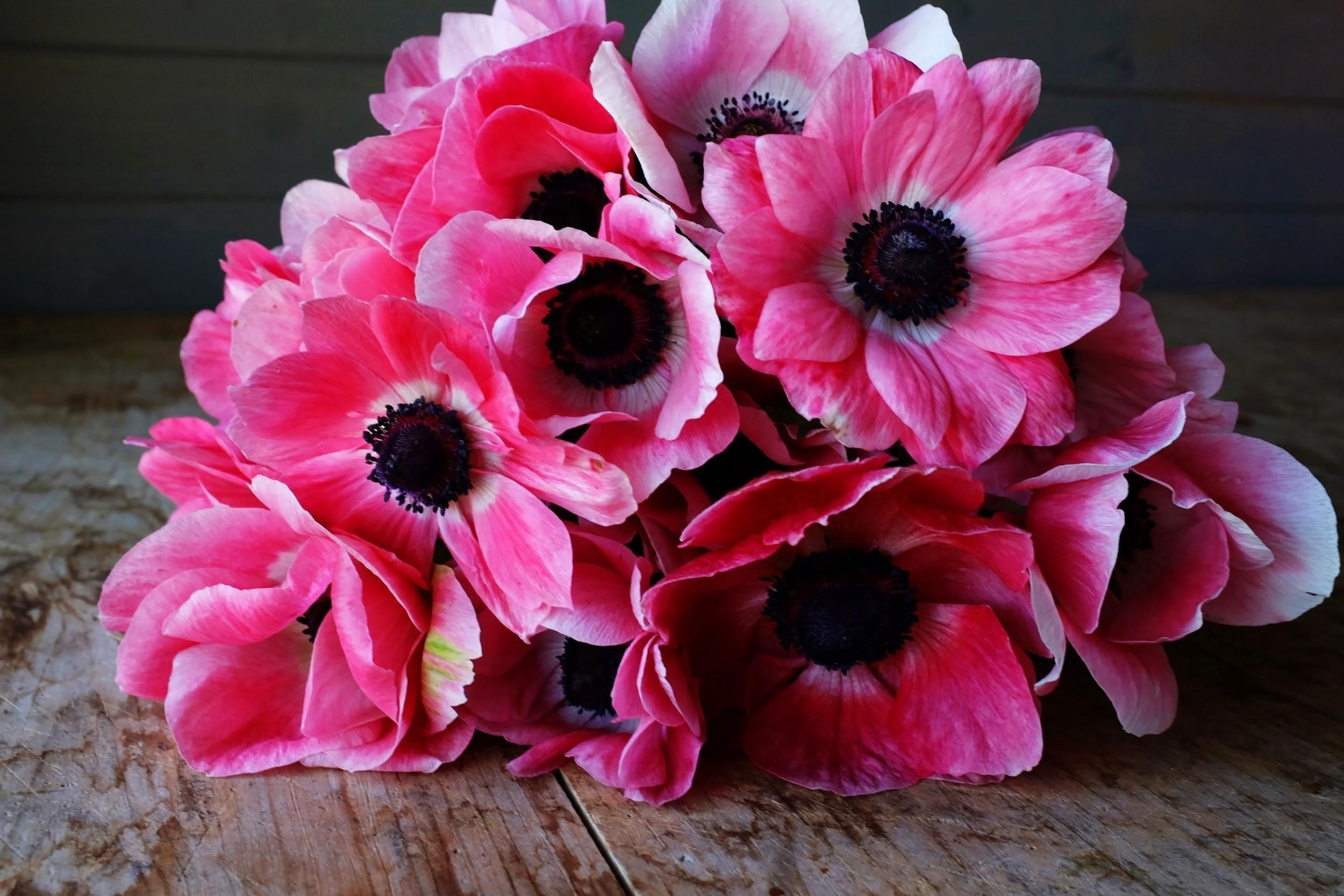 Italian Mistral Anemone Pinkie Corms