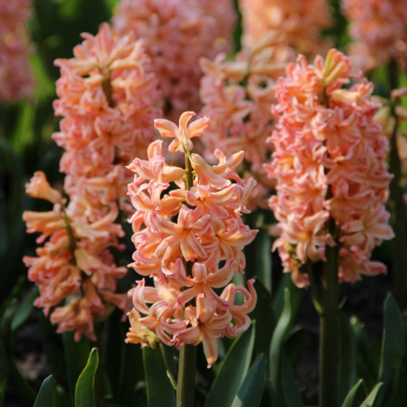Close up of peach-pink coloured hyacinth blooms.