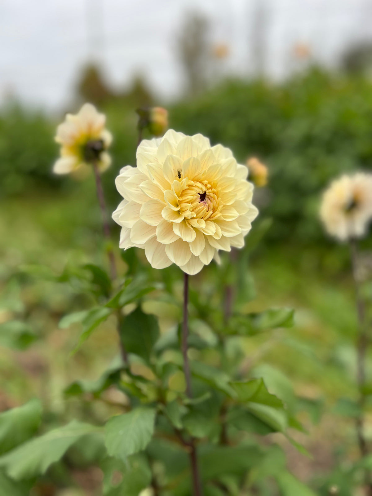 Masterclass Dahlia Tuber - *Product NOT sold out* SALES START SUNDAY MARCH 1ST AT 4PM