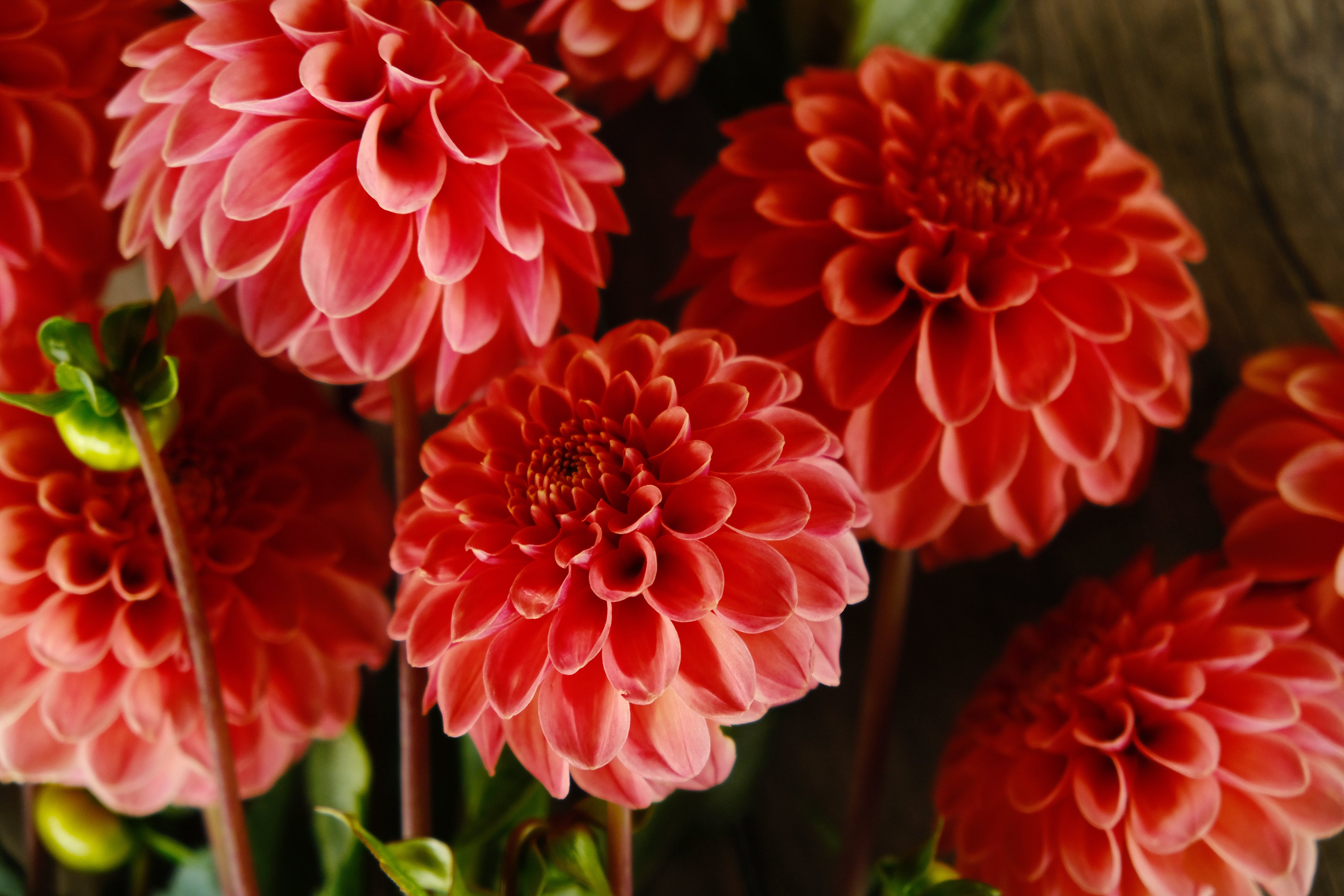 Rose Toscana Dahlia Tuber - *Product NOT sold out*  SALES START MARCH 2026: Date TBA