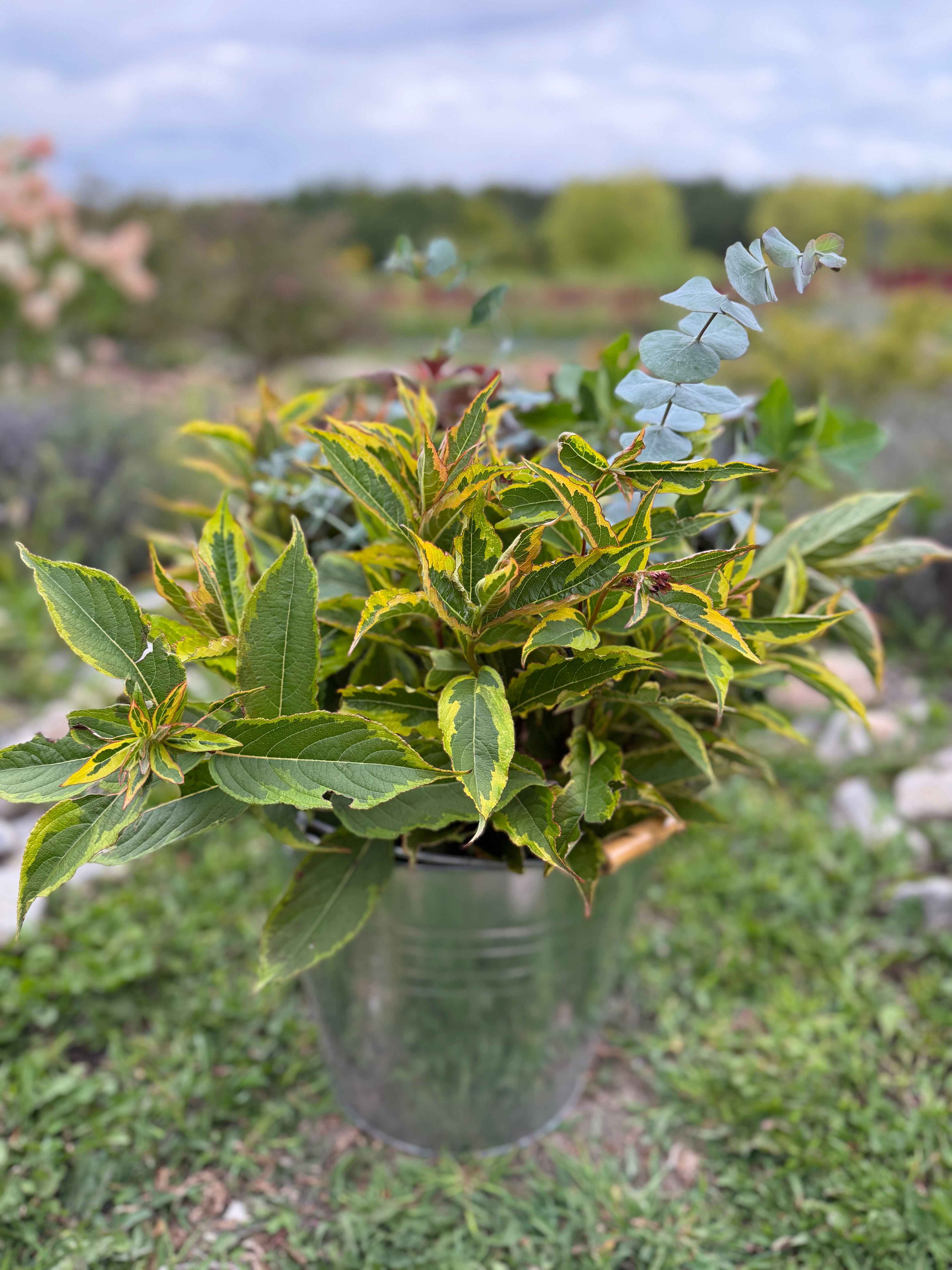 Bulk DIY FOLIAGE BUCKET-50 Stems