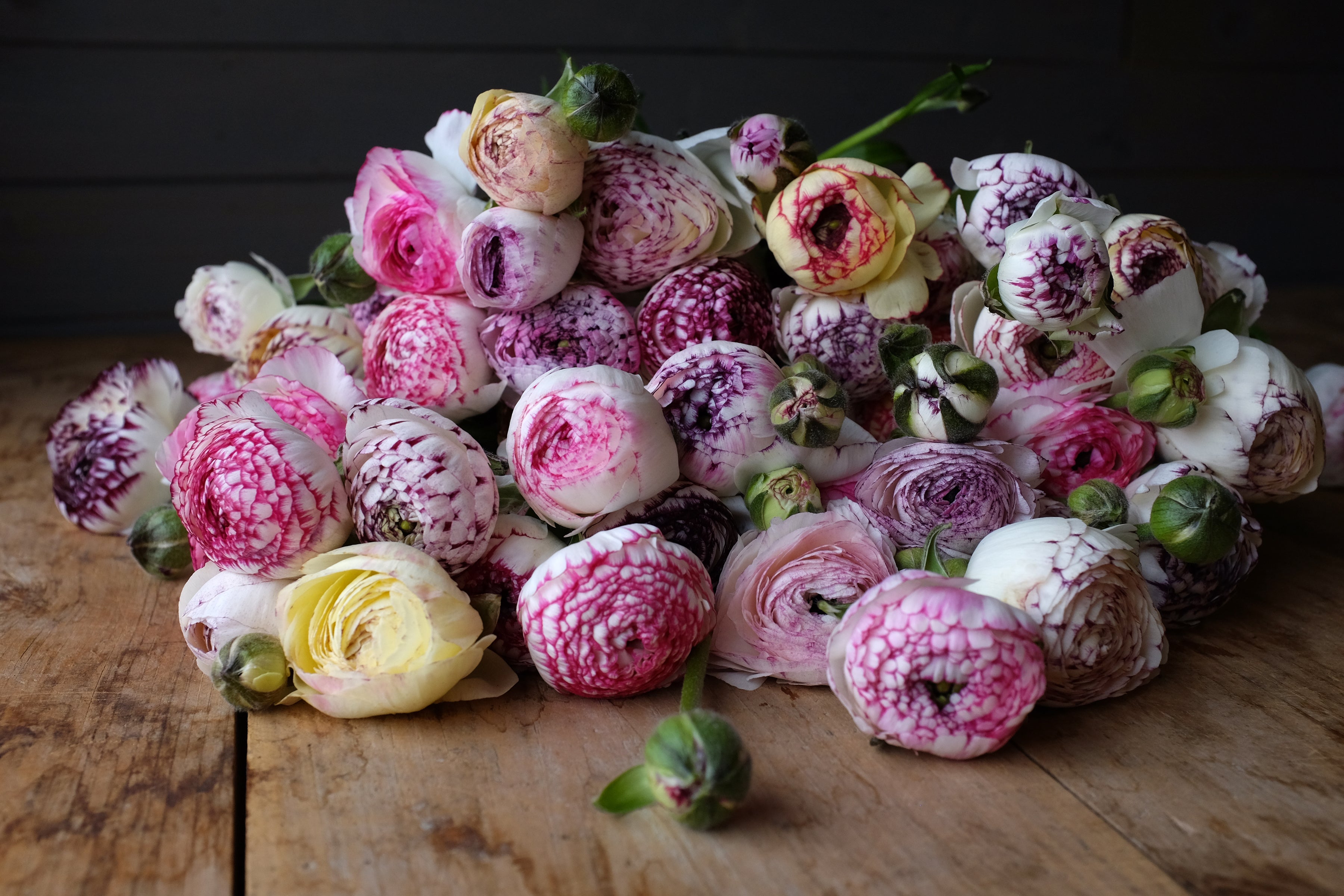 Italian Ranunculus Striato Corms