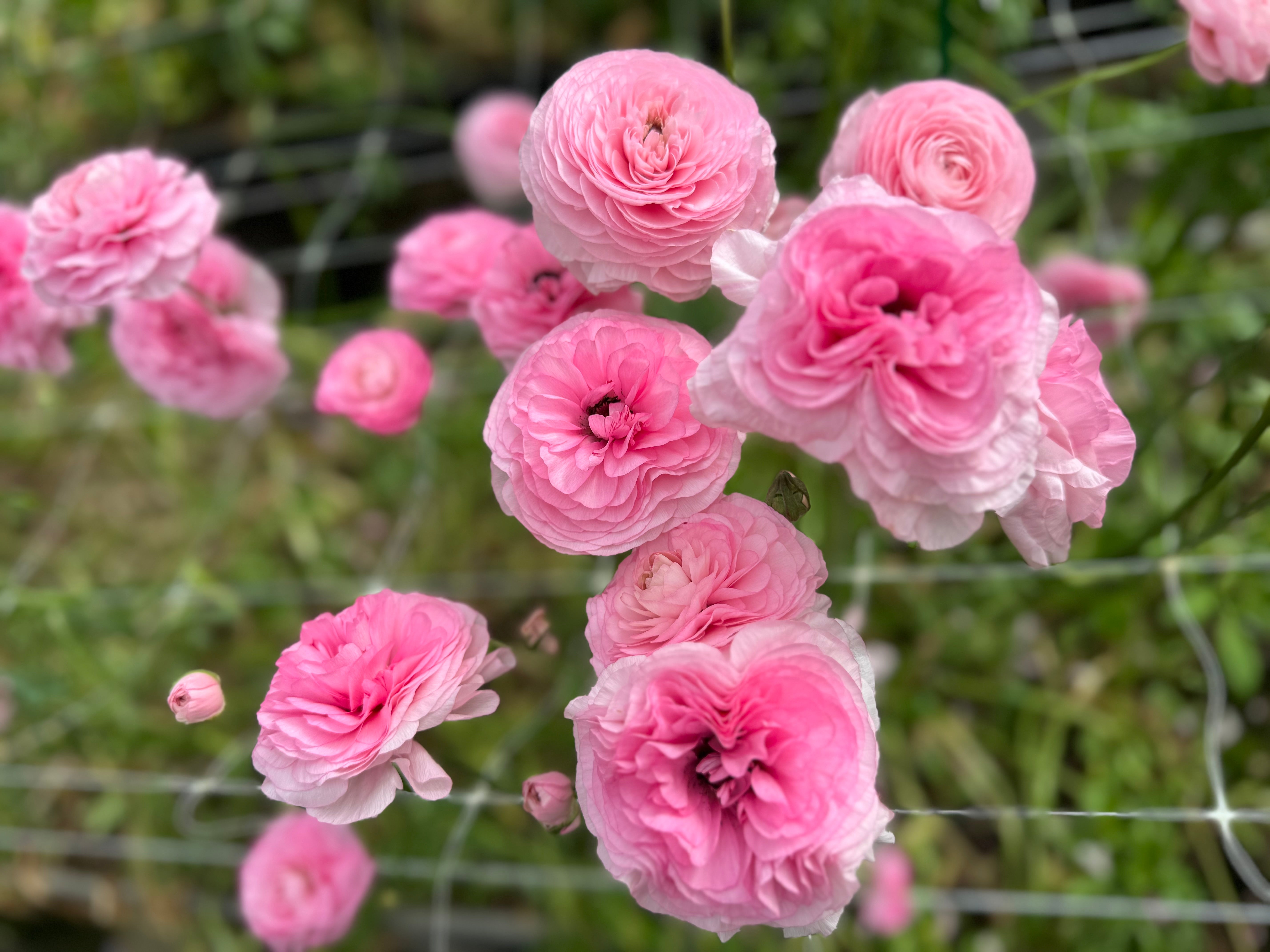 Italian Ranunculus Rosa Chiaro Light Pink Corms - COMING SEPTEMBER 7TH AT 5PM
