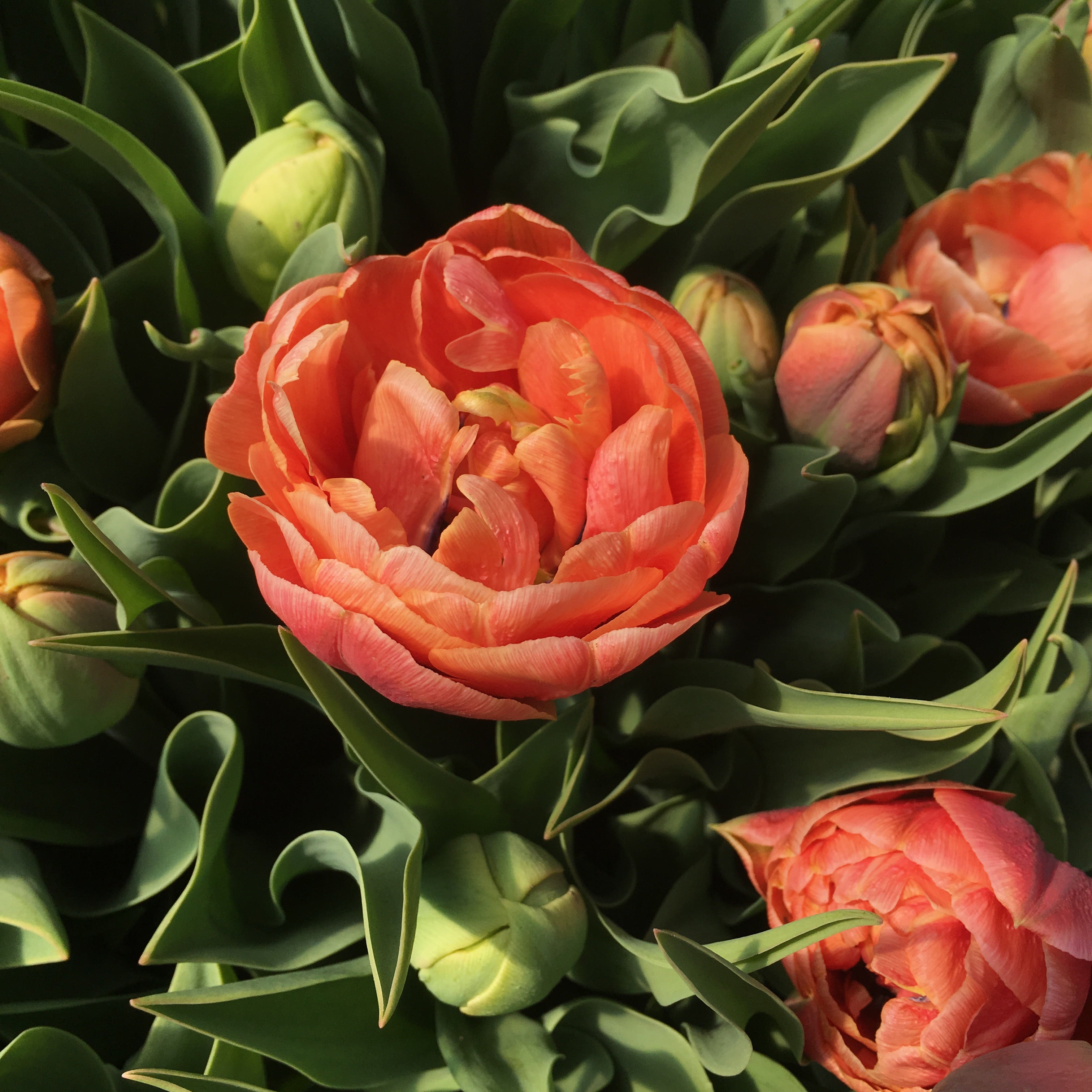 Copper Image Tulip Bulbs - COMING SEPTEMBER 7TH AT 5PM