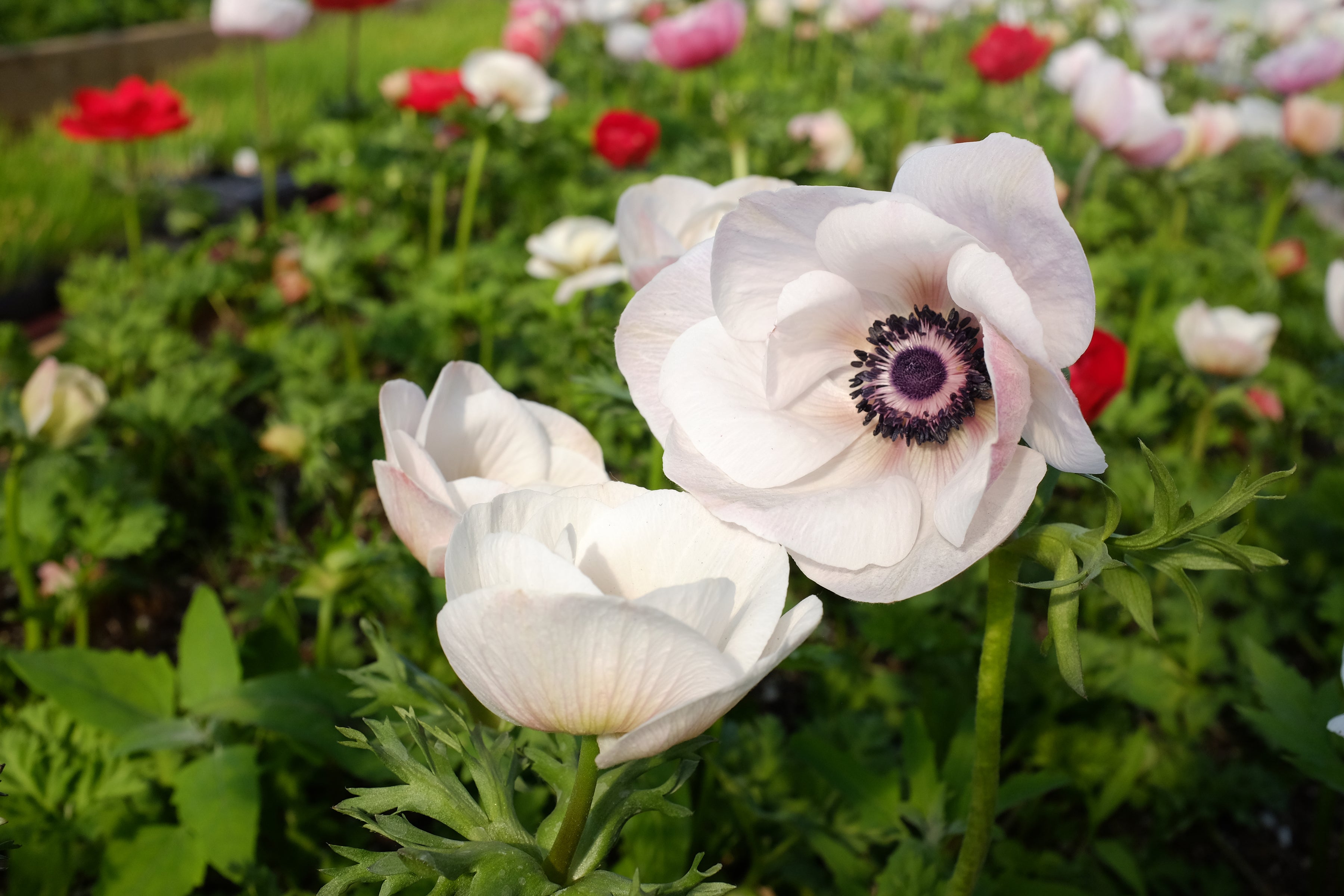 Italian Mistral Anemone Bianco Centro Nero Corms