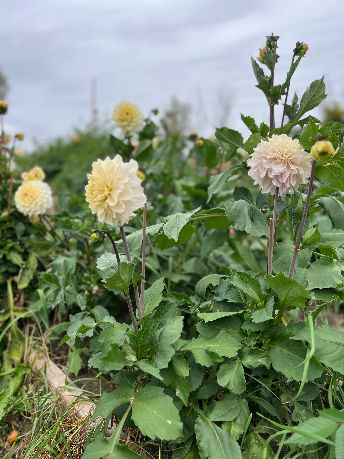 Masterclass Dahlia Tuber - *Product NOT sold out* SALES START SUNDAY MARCH 1ST AT 4PM