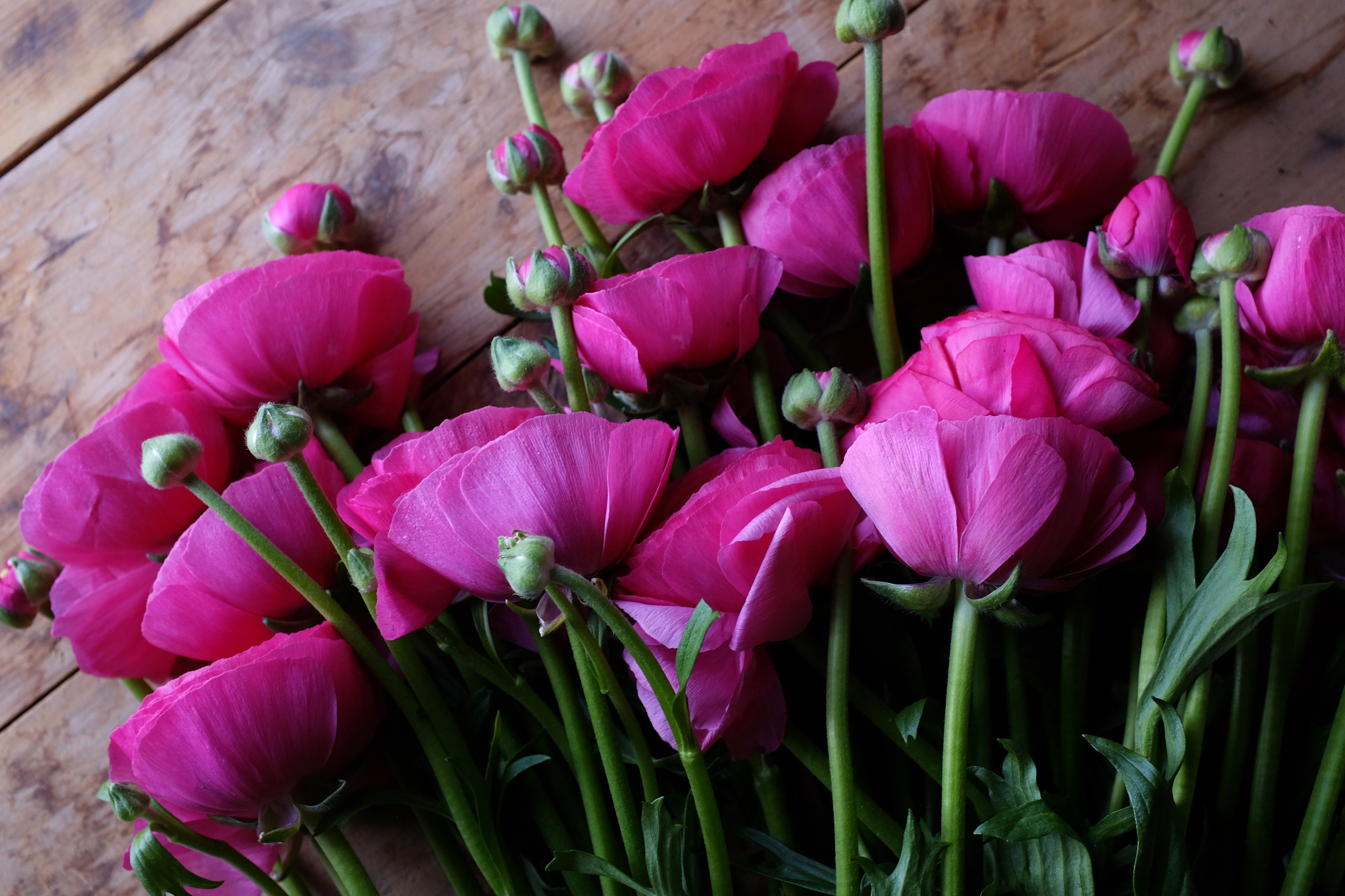 Italian Ranunculus Hot Pink Corms