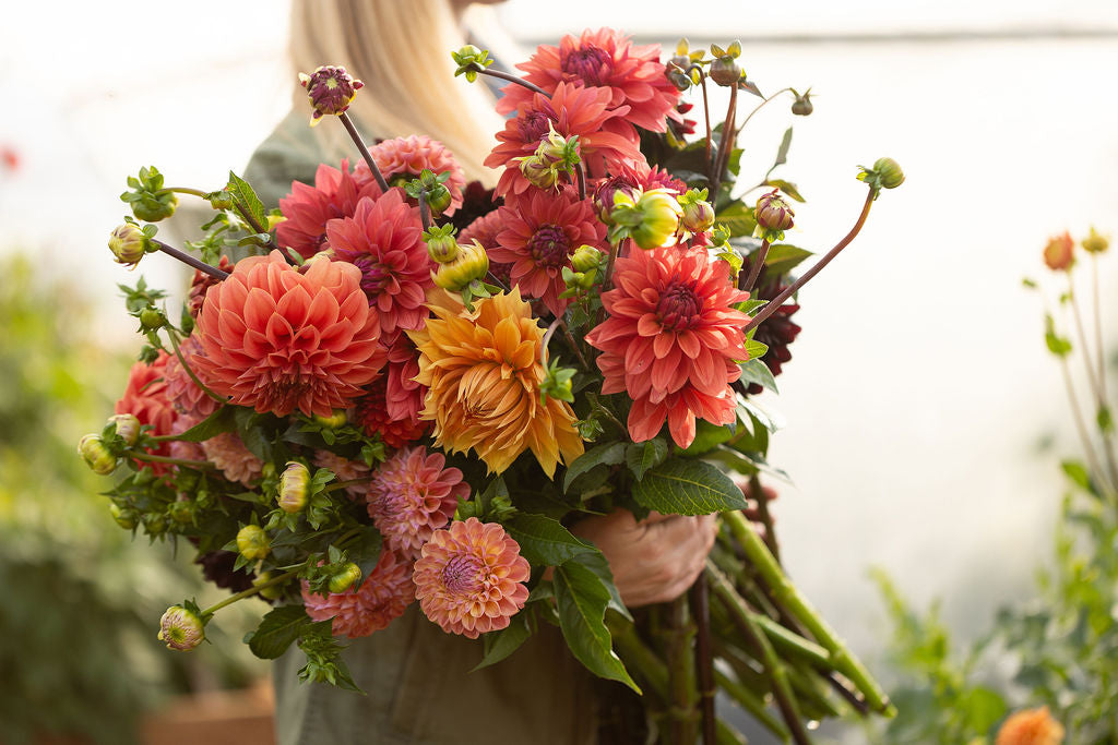 Bulk DIY Bucket of Dahlias: Growers Colour Palette