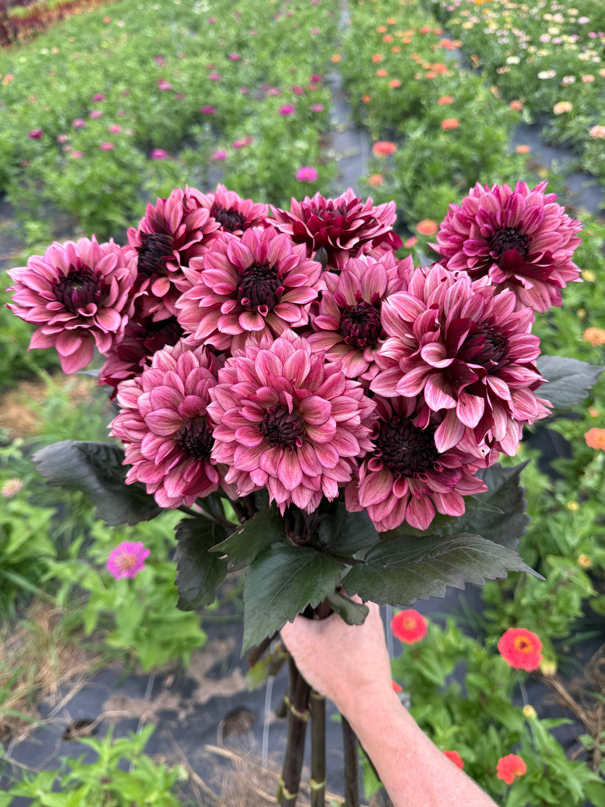 Night Silence Dahlia Tuber - *Product NOT sold out* SALES START SUNDAY MARCH 1ST AT 4PM