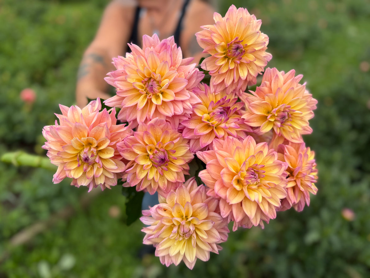 Modriaan Dahlia Tuber - *Product NOT sold out* SALES START SUNDAY MARCH 1ST AT 4PM