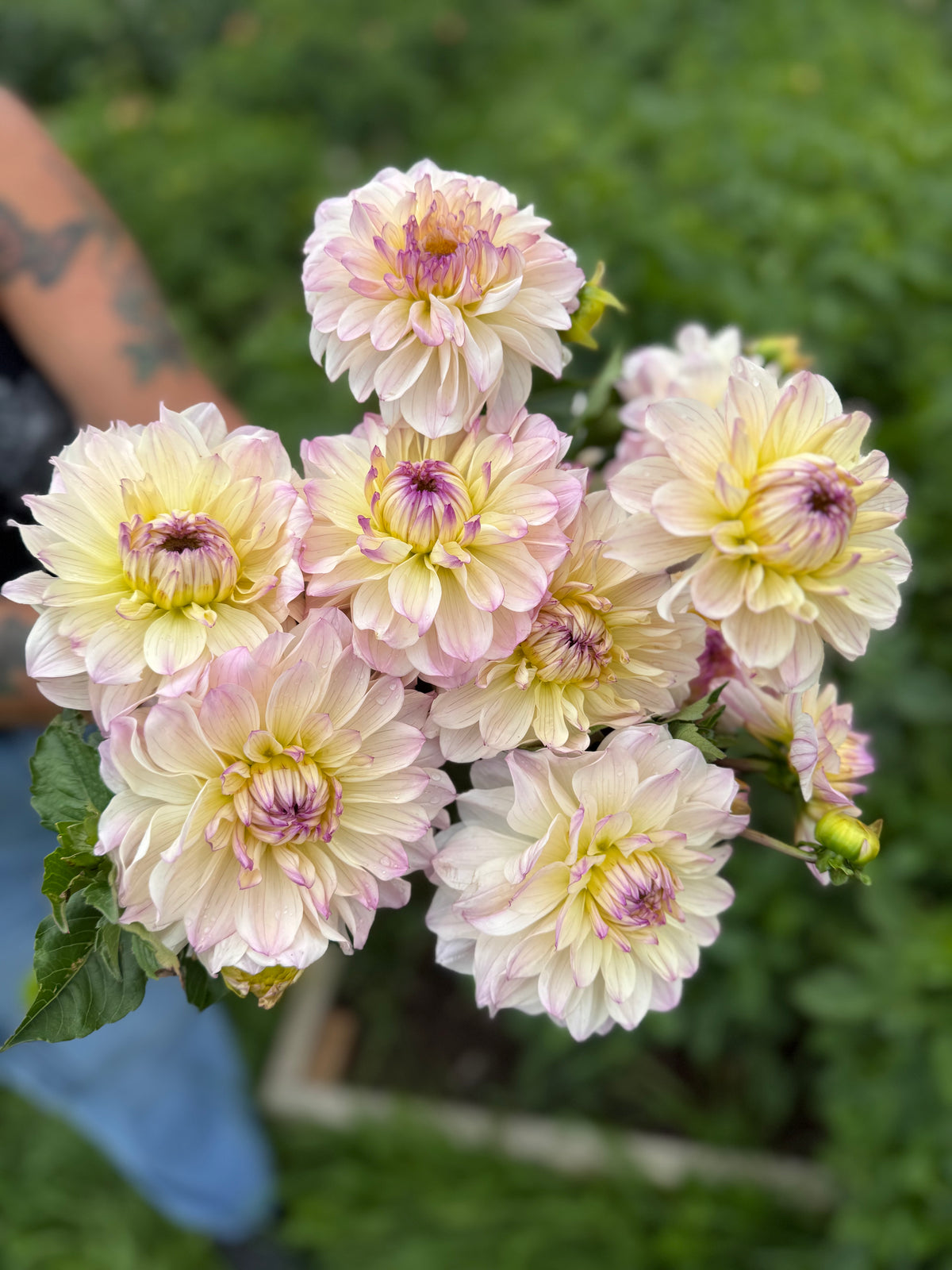 Masterclass Dahlia Tuber - *Product NOT sold out* SALES START SUNDAY MARCH 1ST AT 4PM