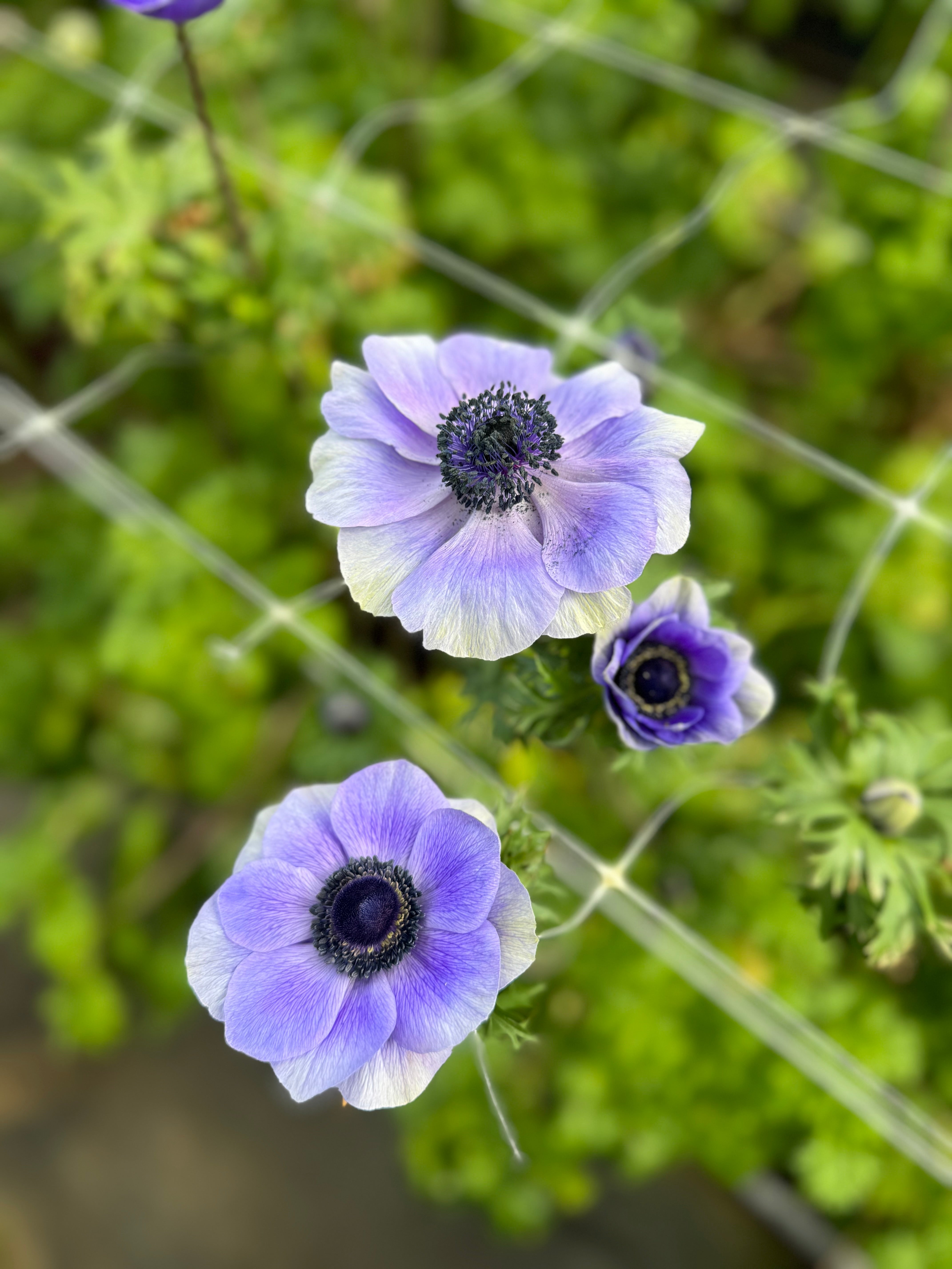 Blue anemone flowers bloom with a blurred green background.