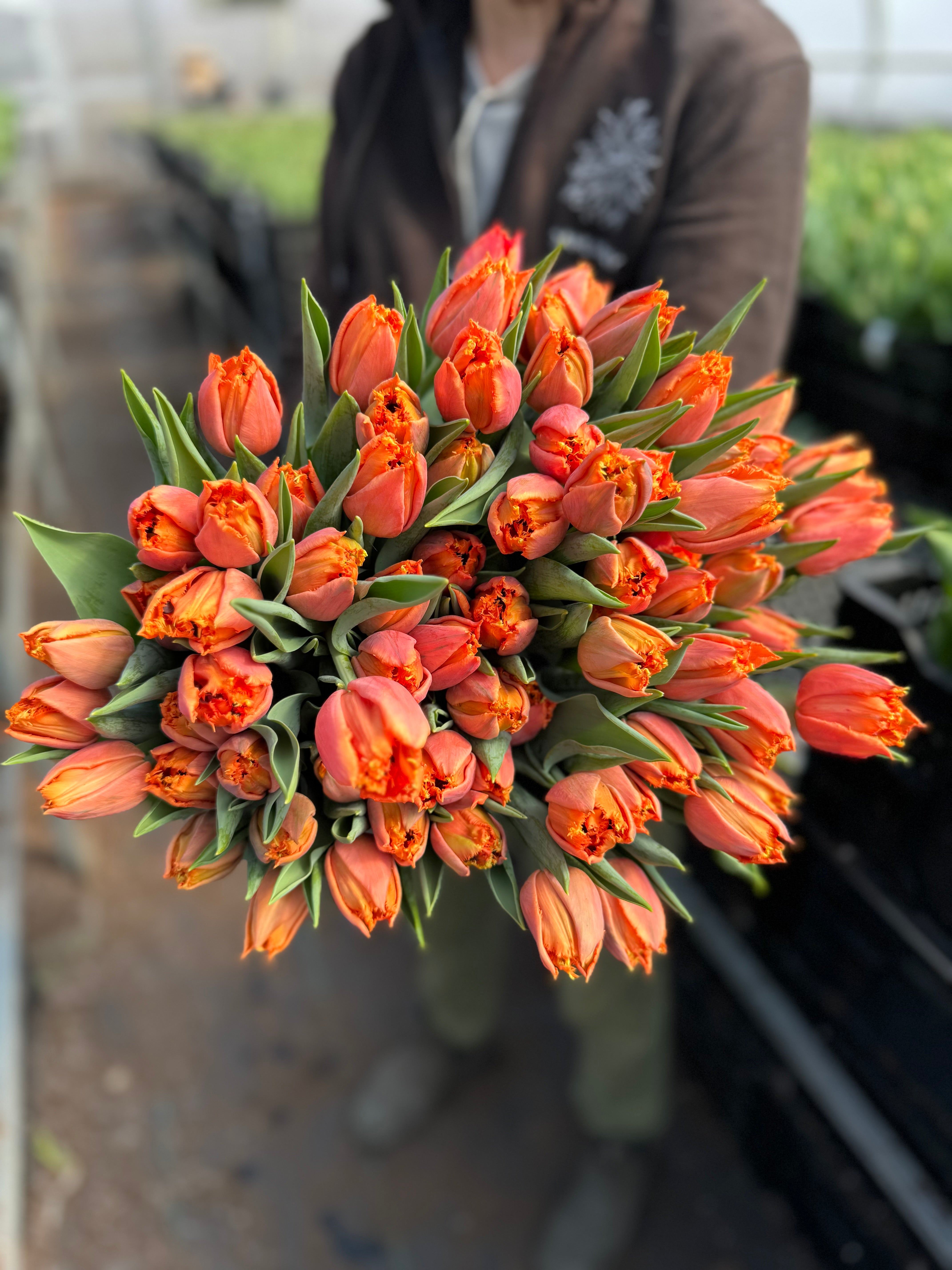 Someone holds a large bouquet of orange tulips.