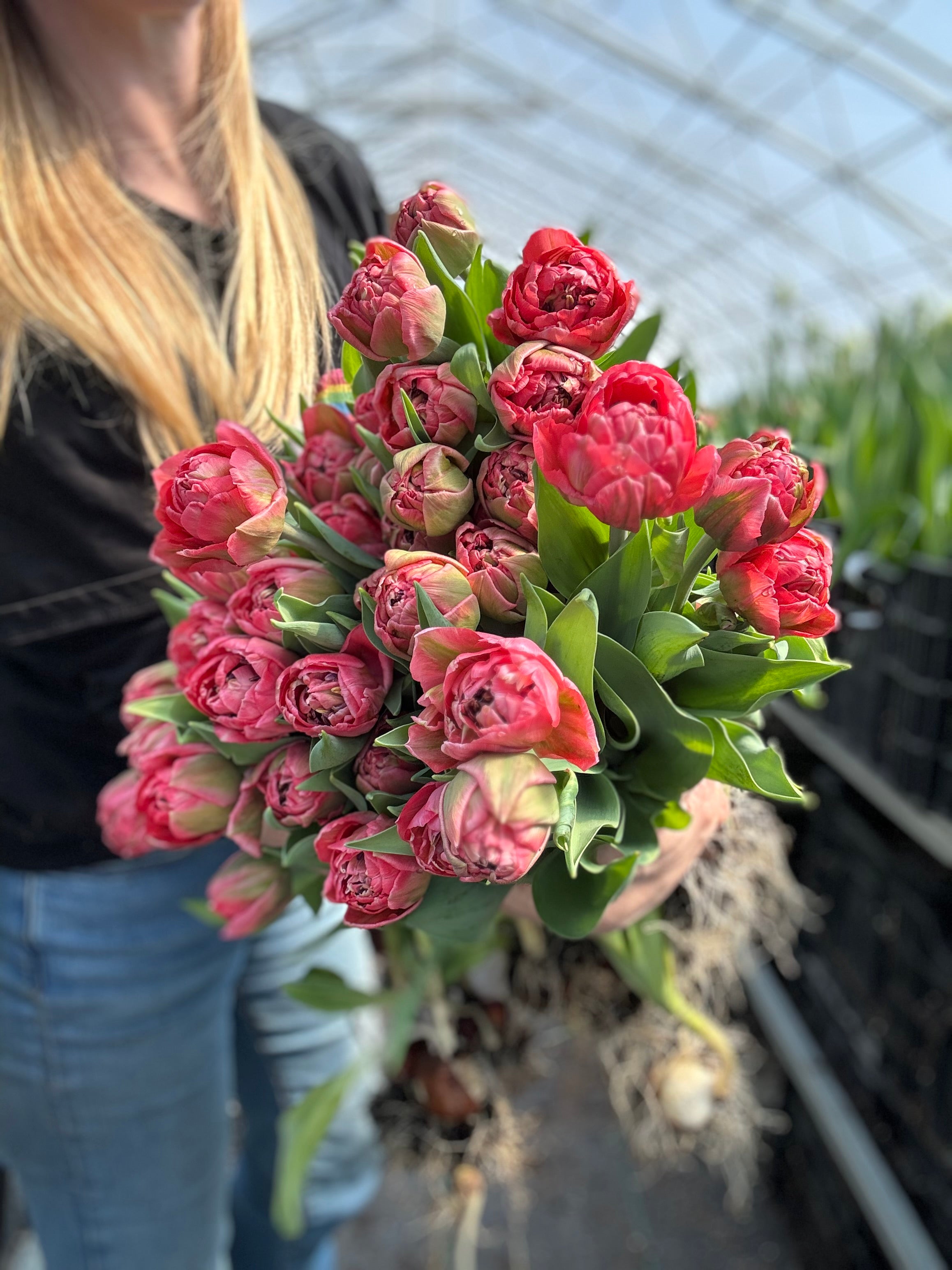 Taiwan Tulip Bulbs - COMING SEPTEMBER 7TH AT 5PM