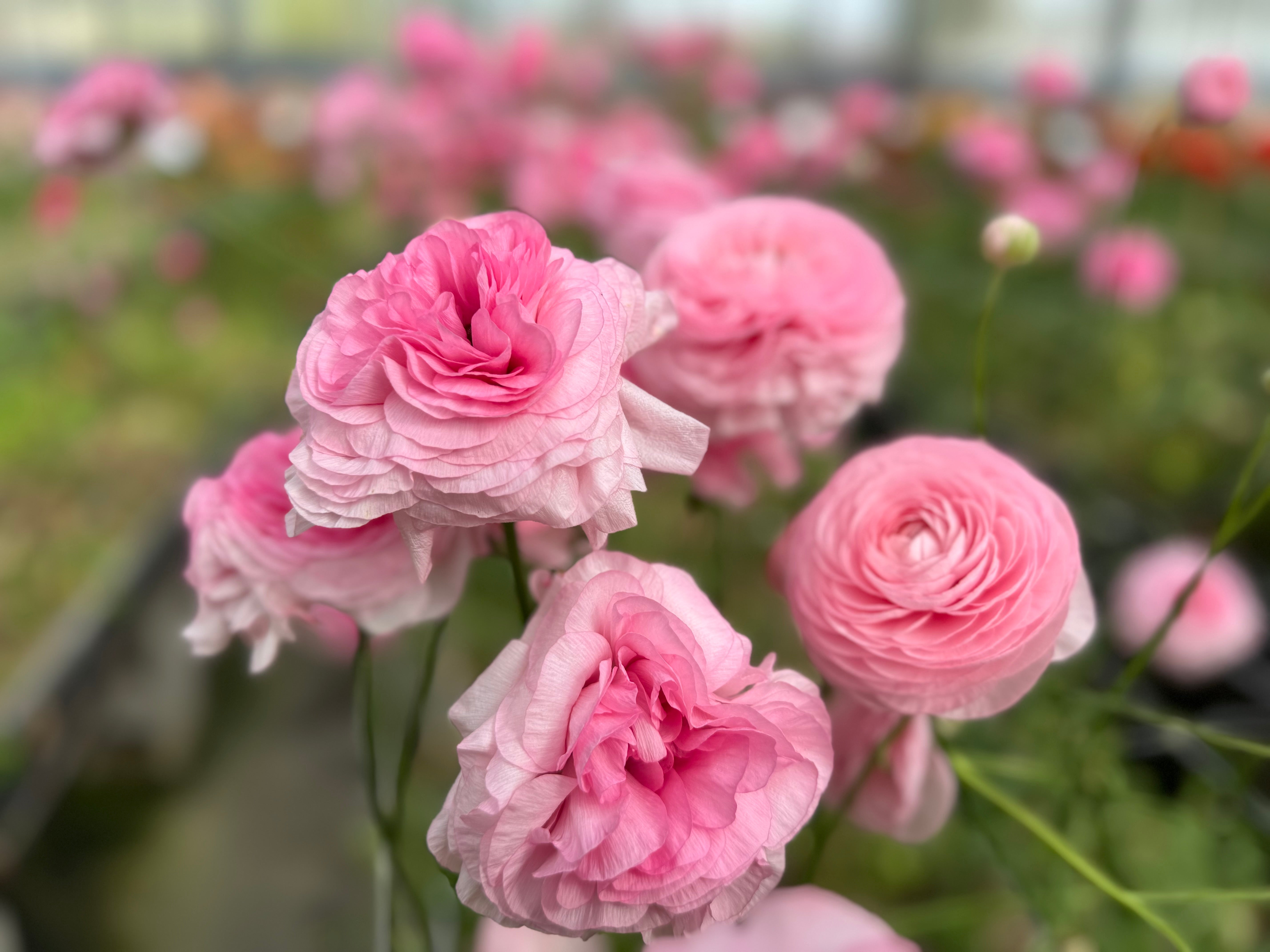 Italian Ranunculus Rosa Chiaro Light Pink Corms