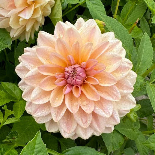 Sturm Sweet Maria Dahlia Tuber *DUTCH TUBER STOCK*