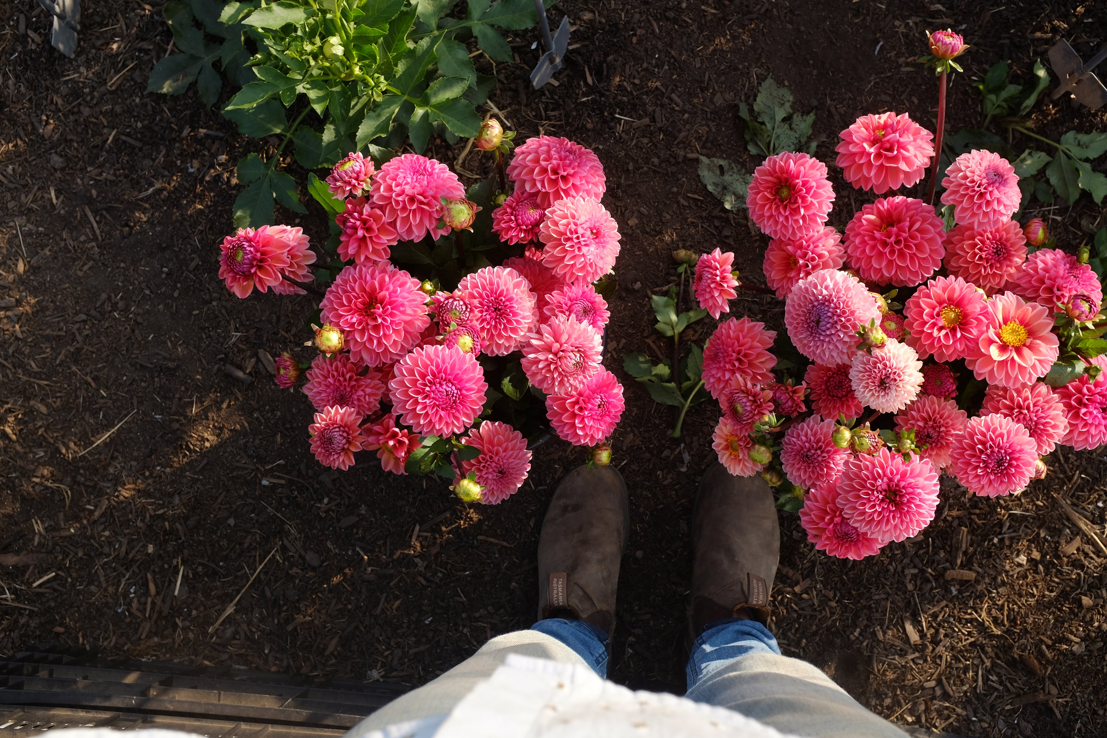 Daisy Duke Dahlia Tuber