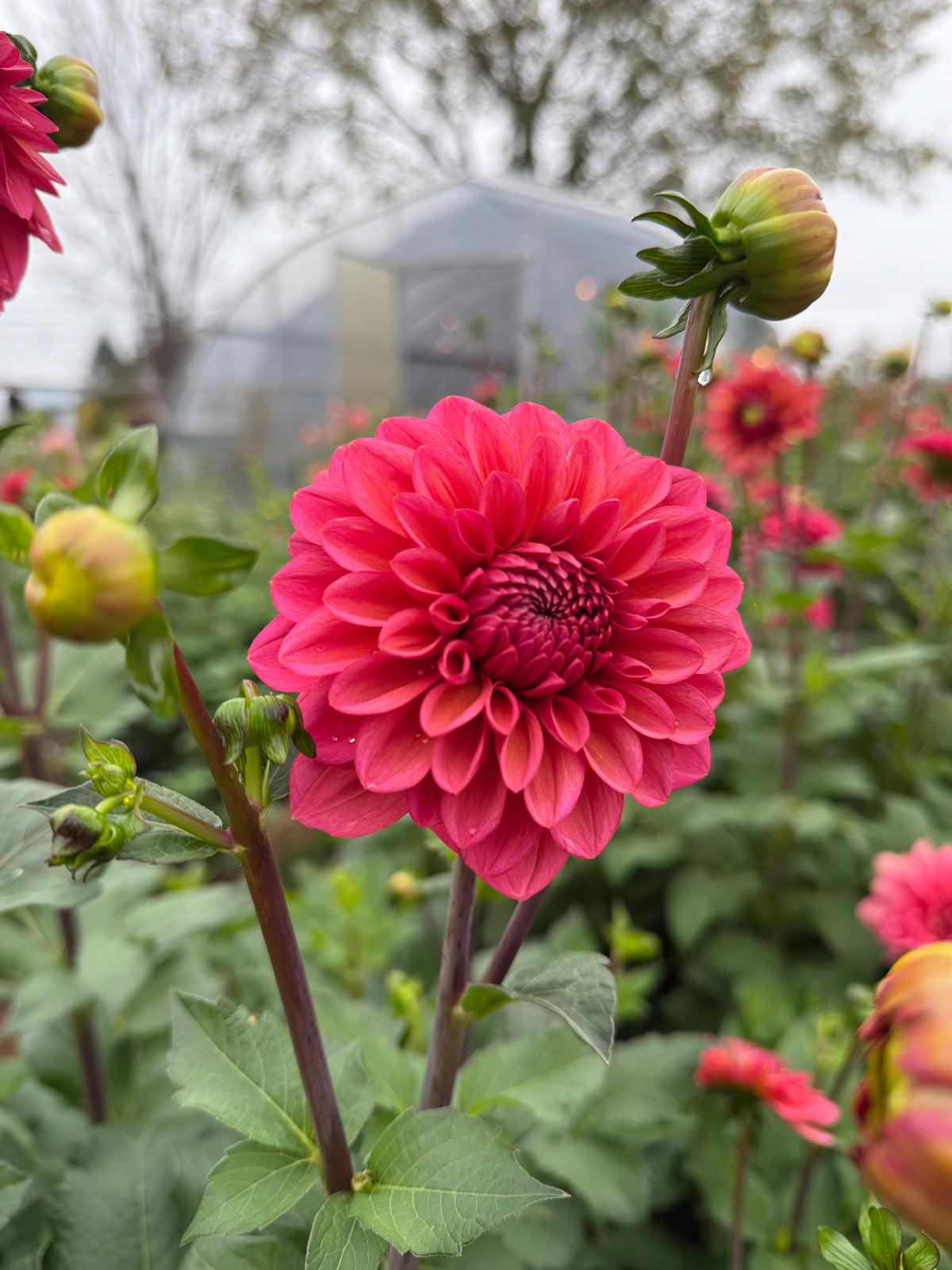 Salmon Runner Dahlia Tuber - *Not Sold Out* SALE COMING IN MARCH OF 2027