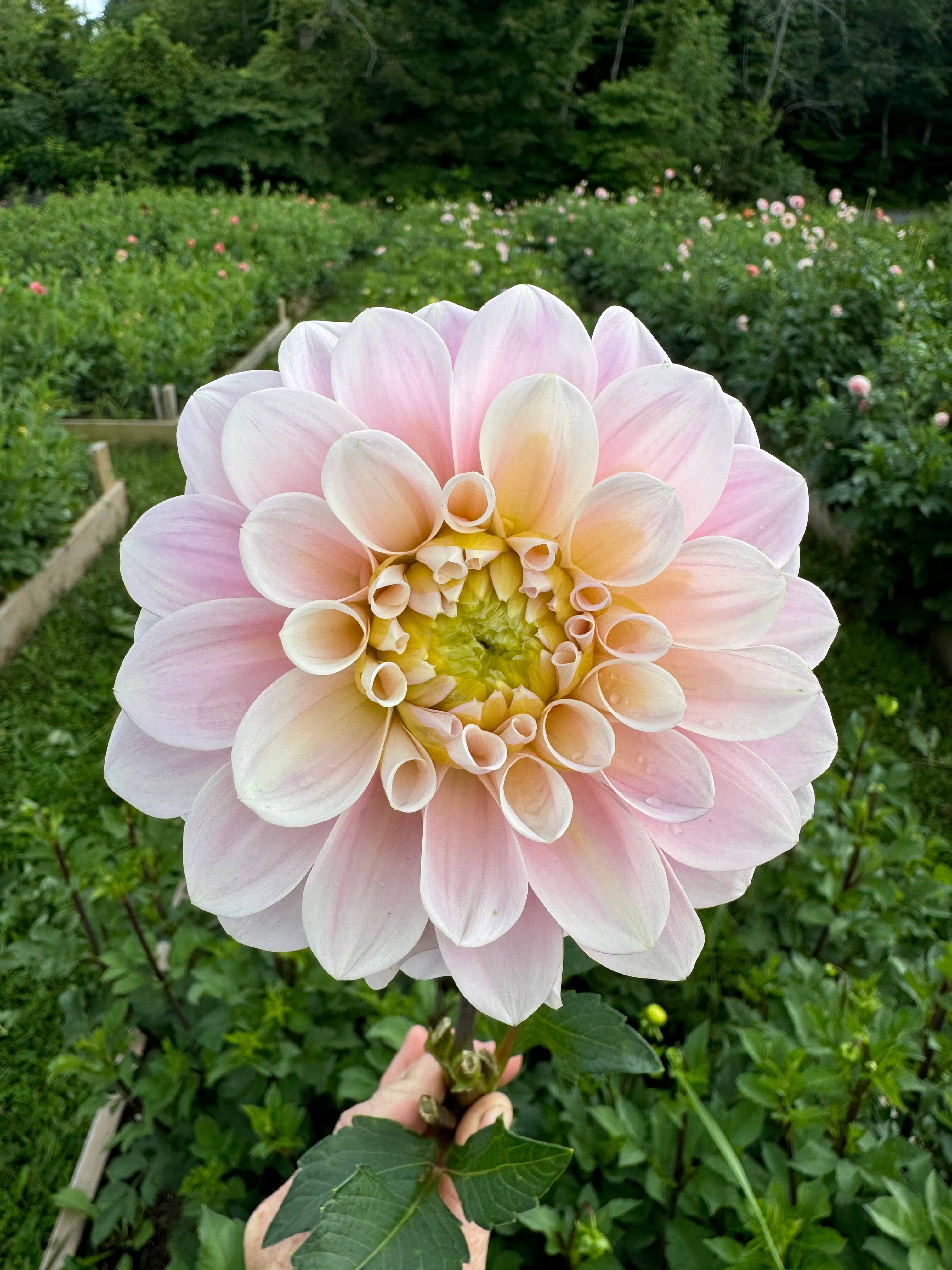 Sweet Nathalie Dahlia Tuber - *Product NOT sold out*  SALES START MARCH 2026: Date TBA