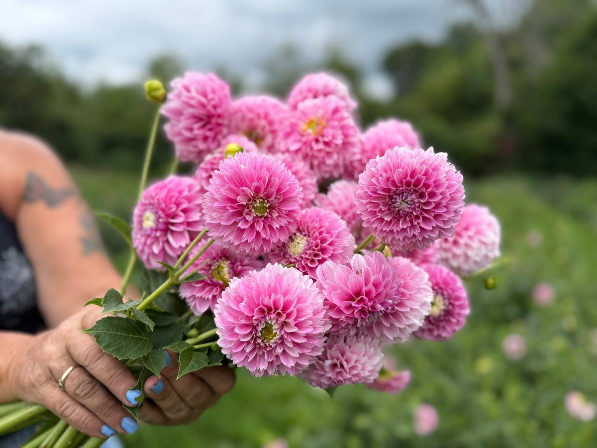 Opal Dahlia Tuber - *Product NOT sold out* SALES START SUNDAY MARCH 1ST AT 4PM