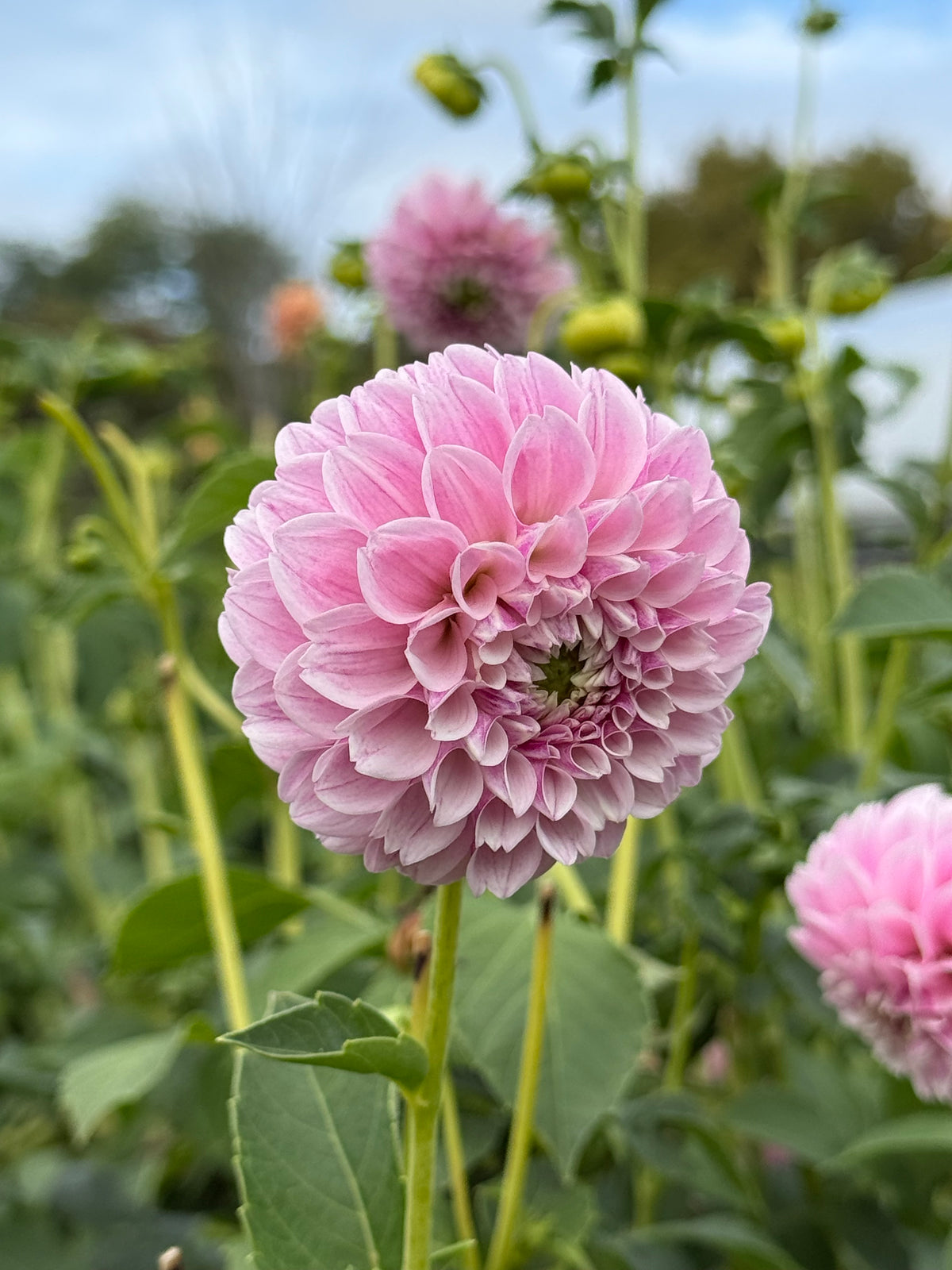 Opal Dahlia Tuber - *Product NOT sold out* SALES START SUNDAY MARCH 1ST AT 4PM