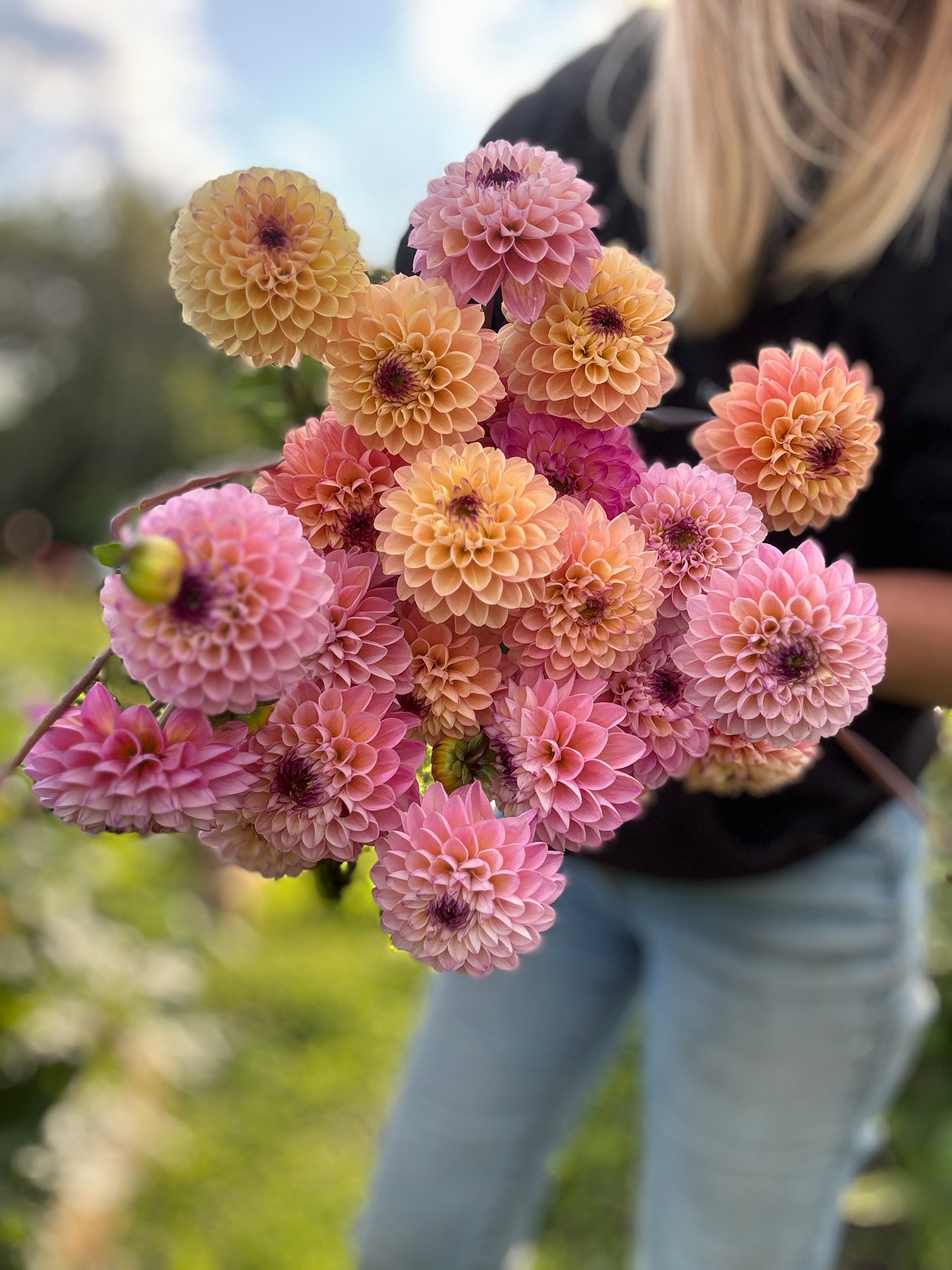 Wine Eyed Jill Dahlia Tuber - *Product NOT sold out*  SALES START MARCH 2026: Date TBA