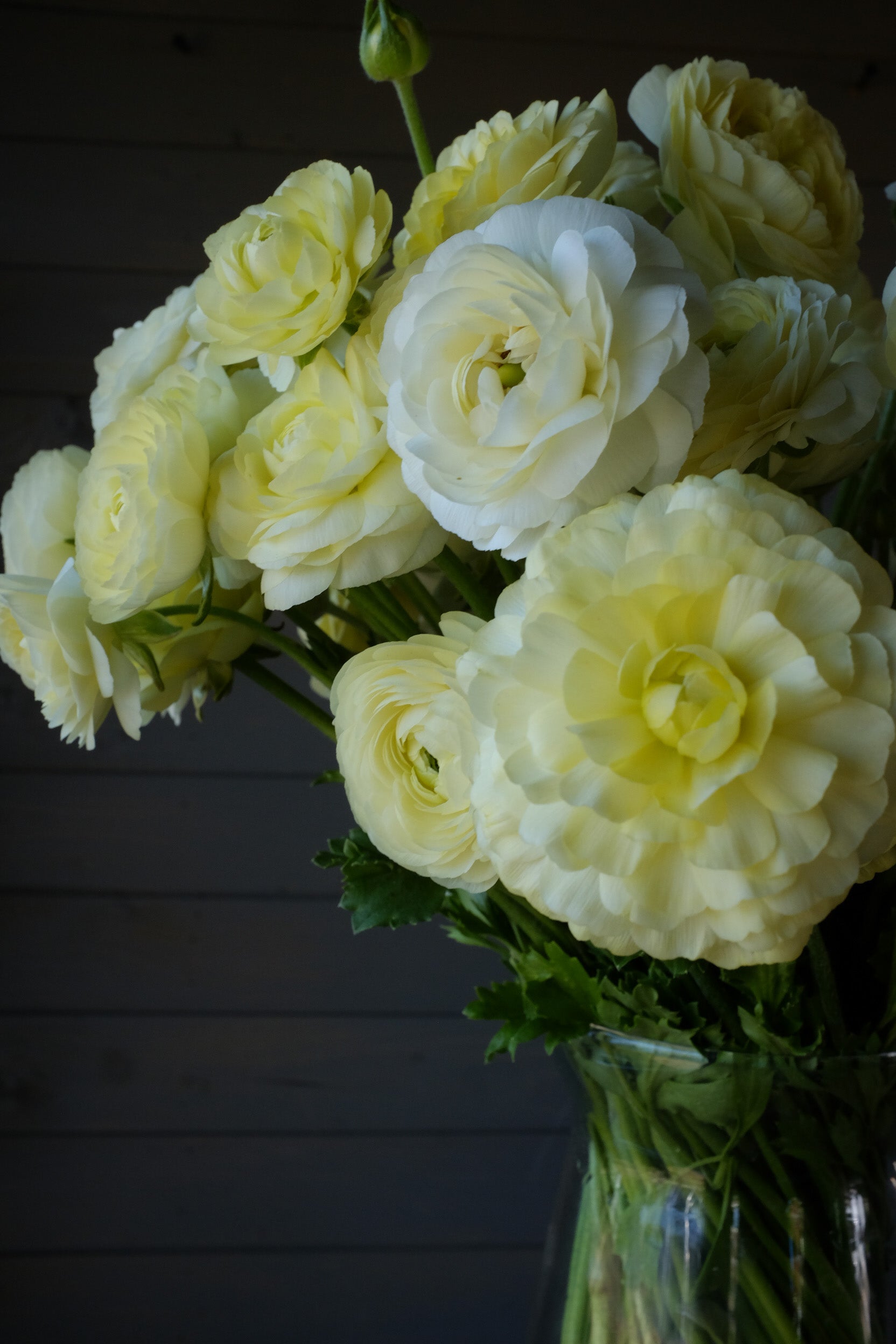 Italian Ranunculus Crema Corms