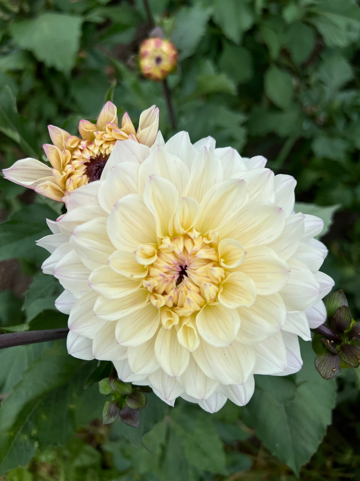 Masterclass Dahlia Tuber - *Product NOT sold out* SALES START SUNDAY MARCH 1ST AT 4PM