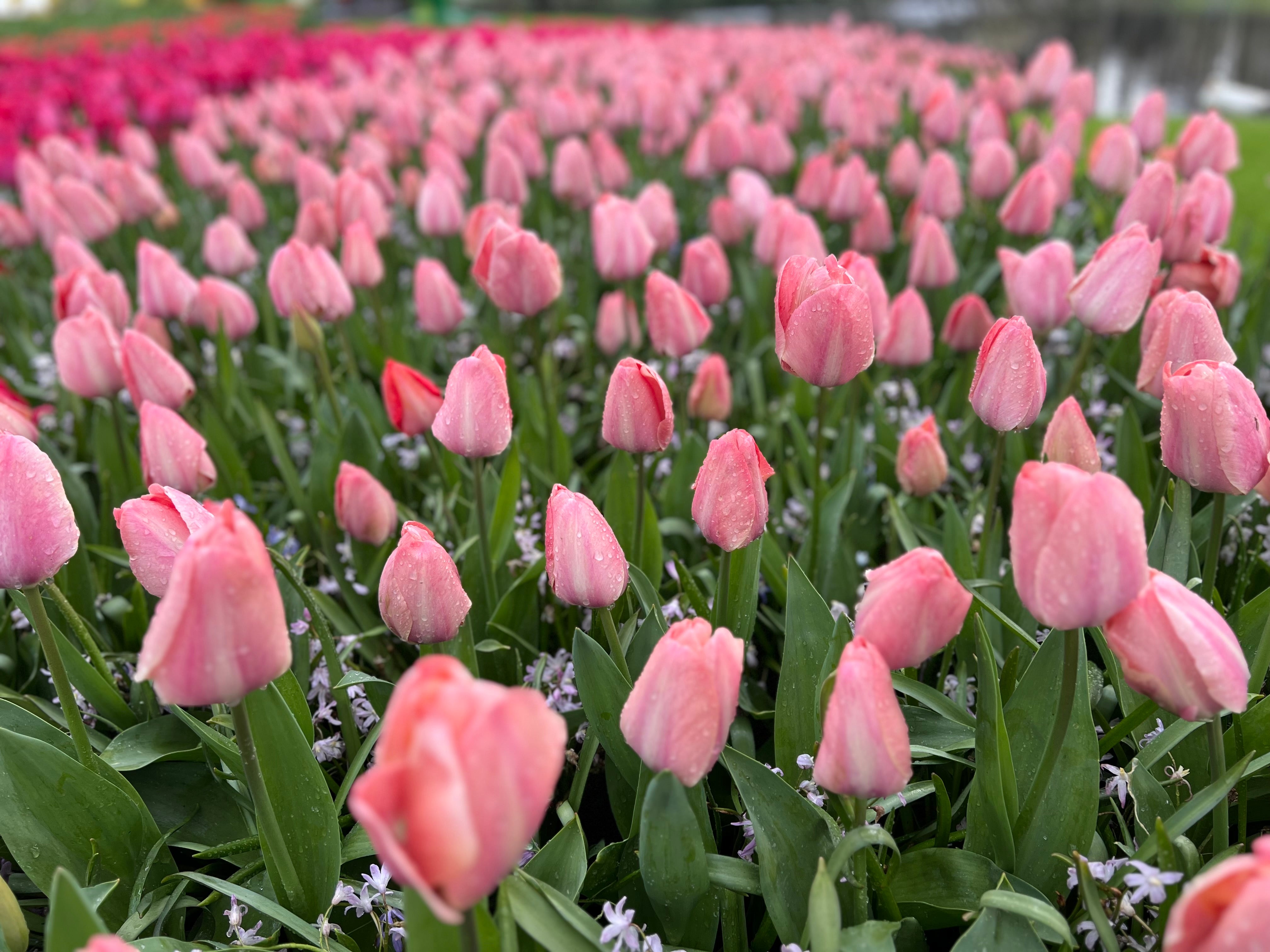 Mystic Van Eijk Tulip Bulbs