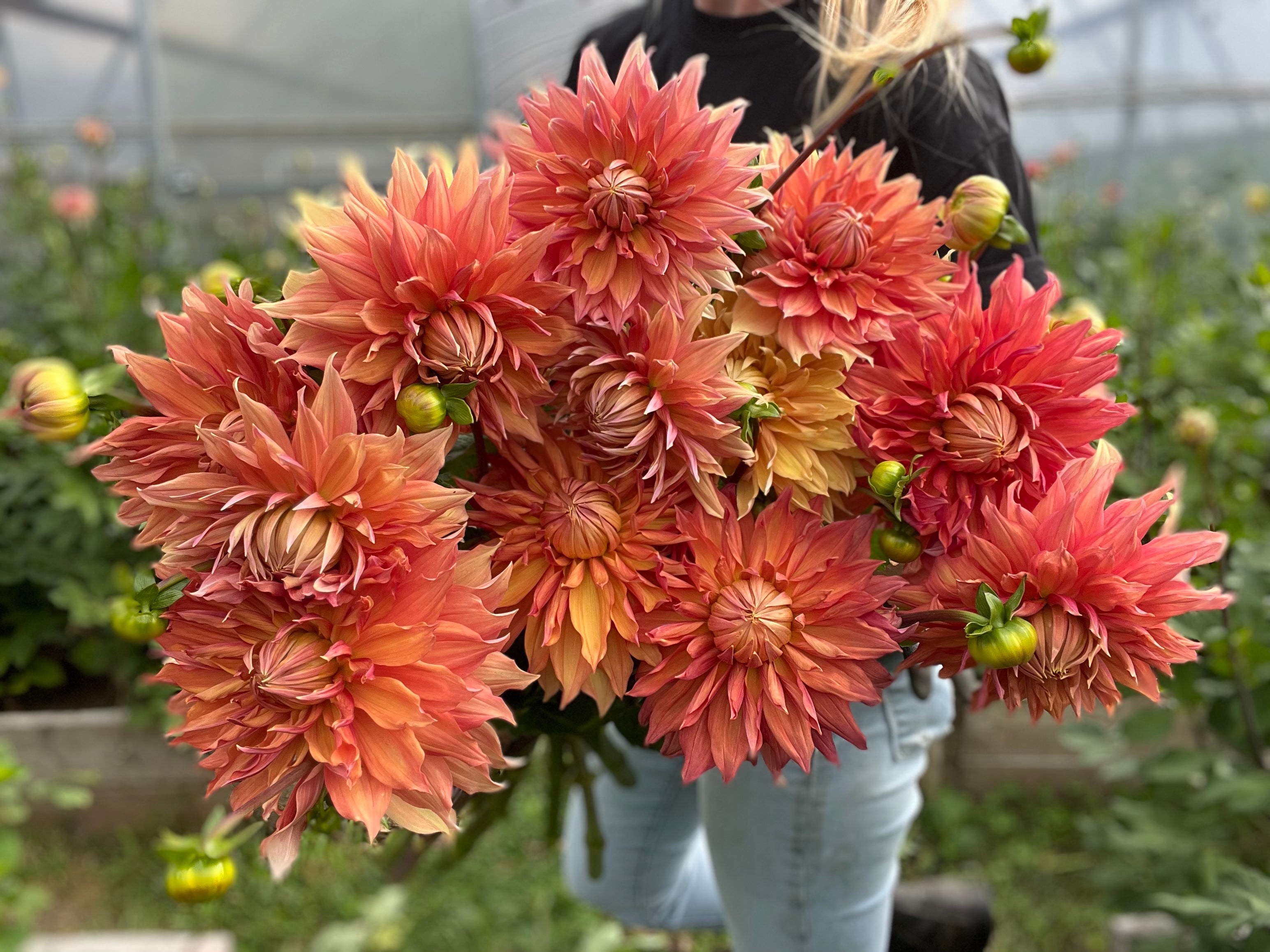 Hamari Gold Dahlia Tuber