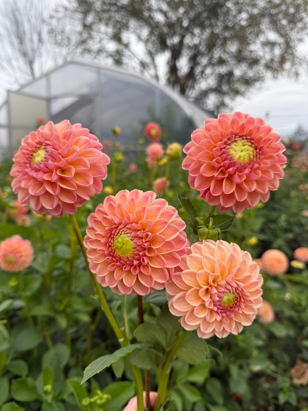 L.A.T.E Dahlia Tuber - *Not Sold Out* SALE COMING IN MARCH OF 2027
